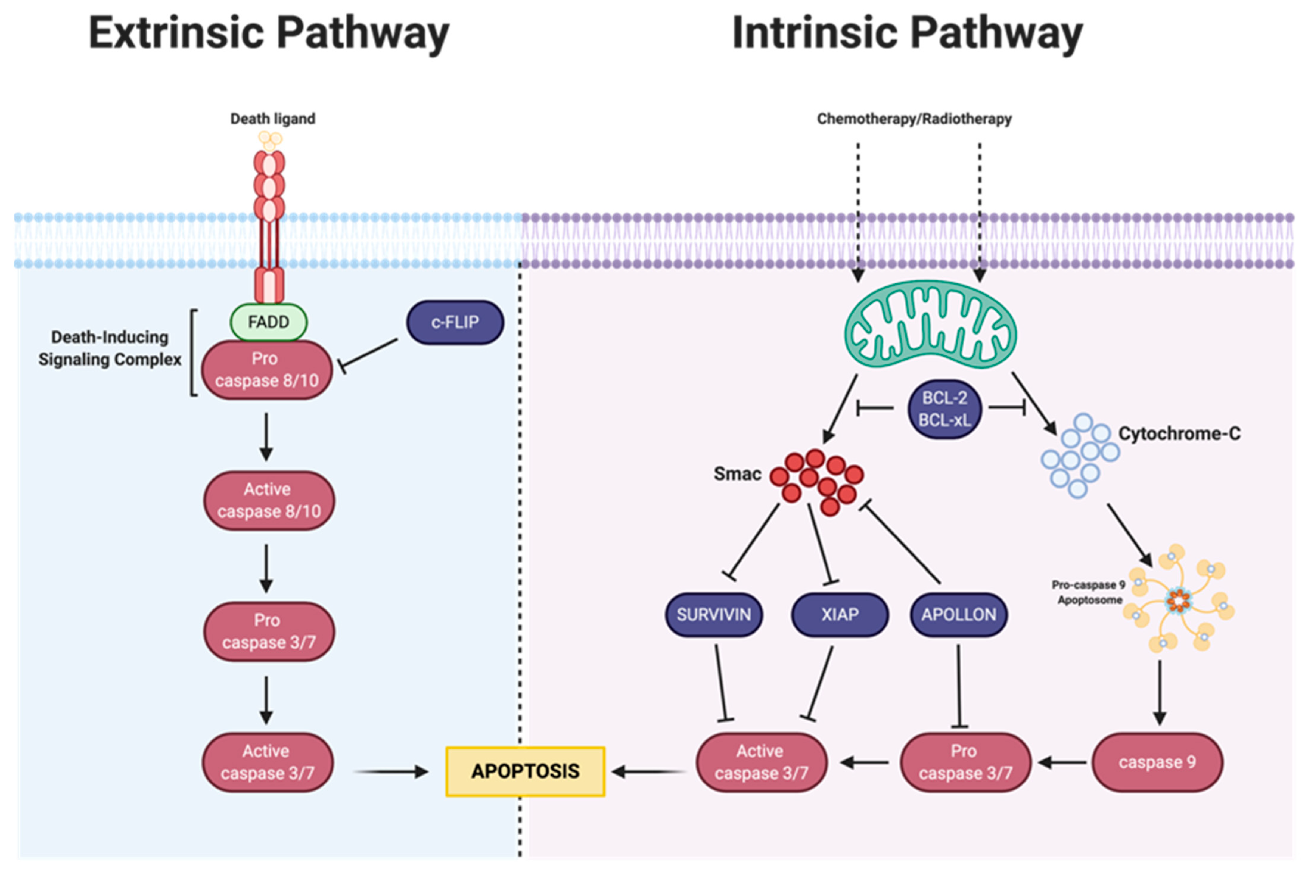 Cancers 14 06246 g002