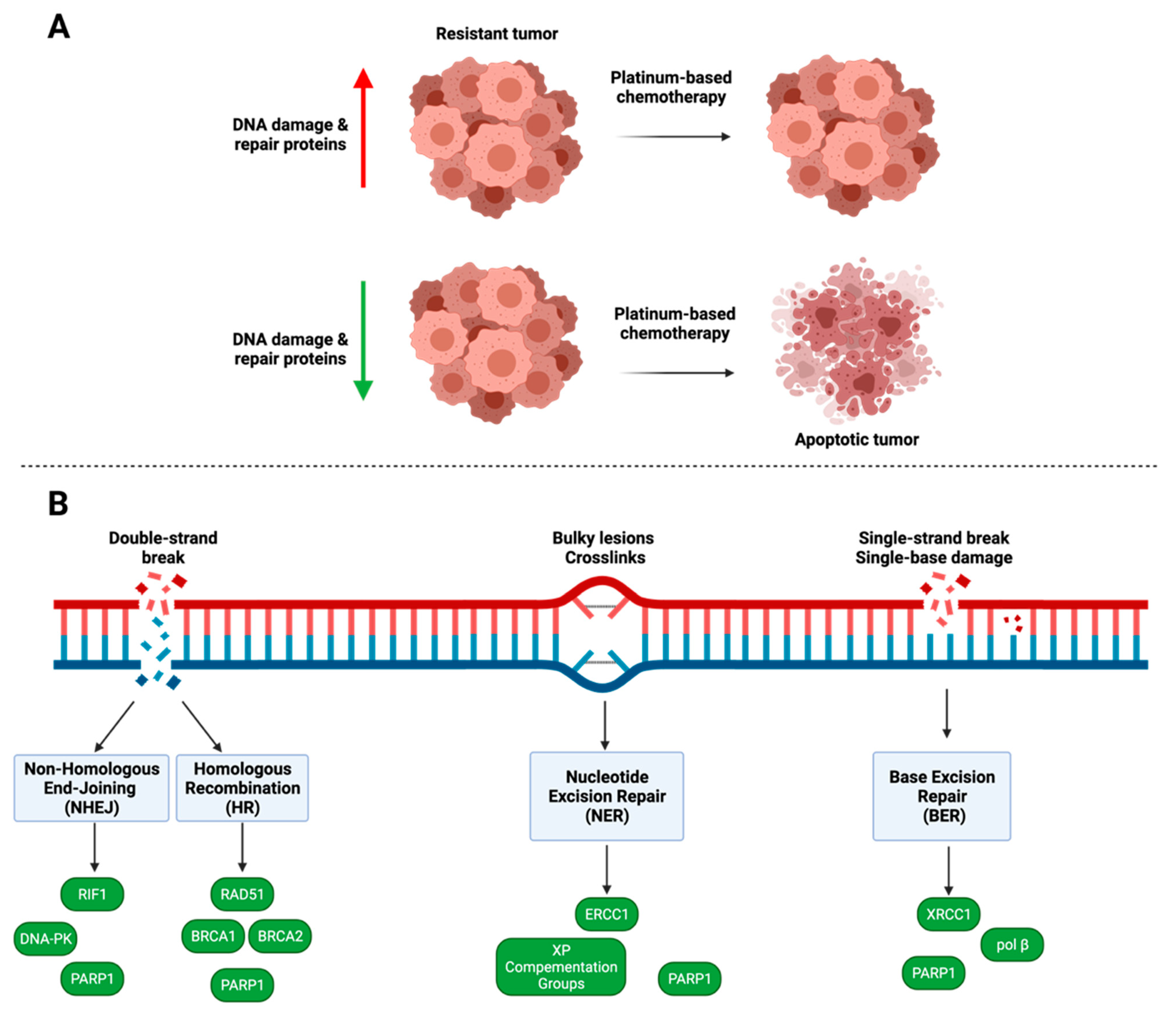 Cancers 14 06246 g003