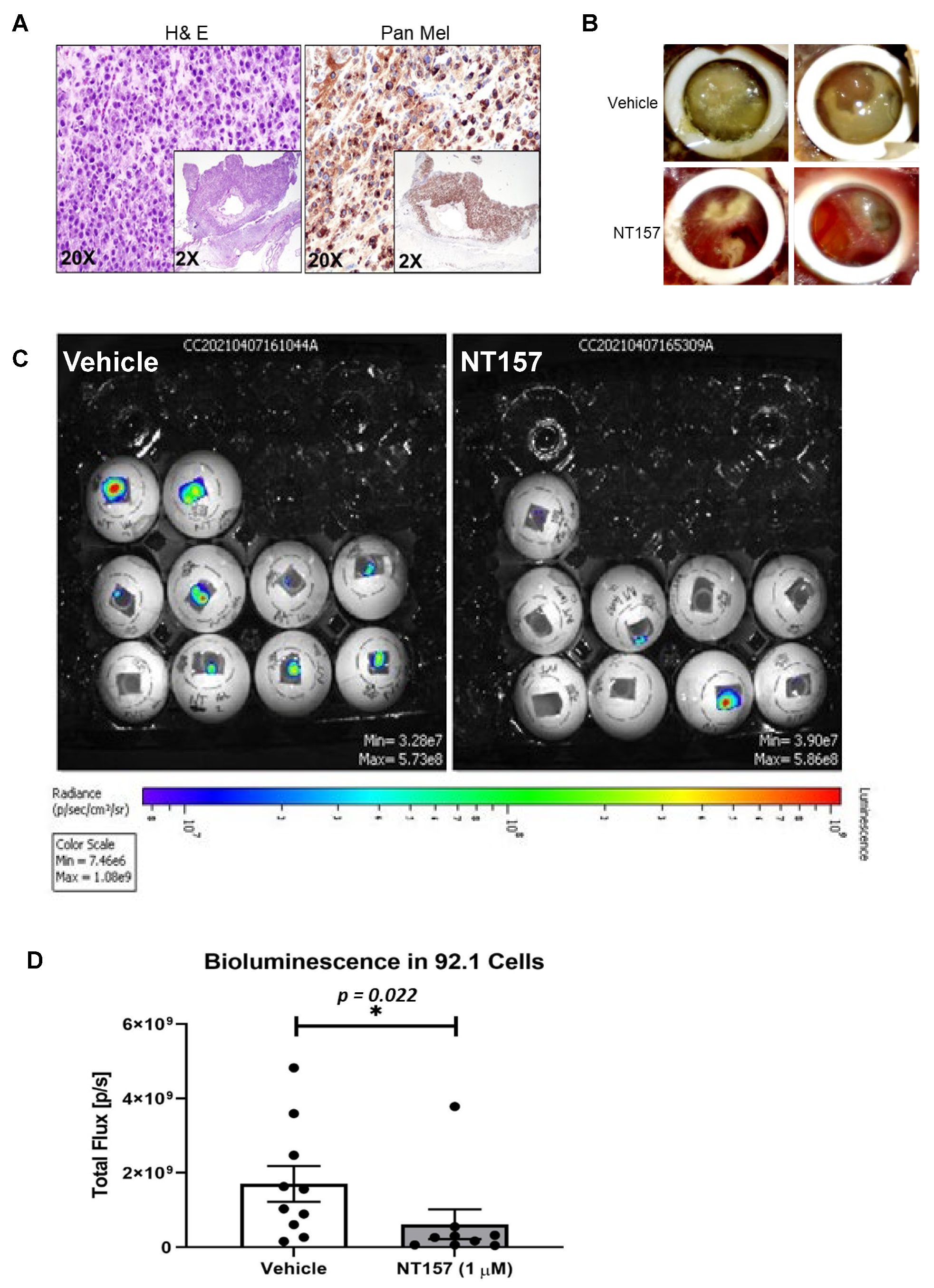 Cancers 14 06247 g004 Cancers 14 06247 g004