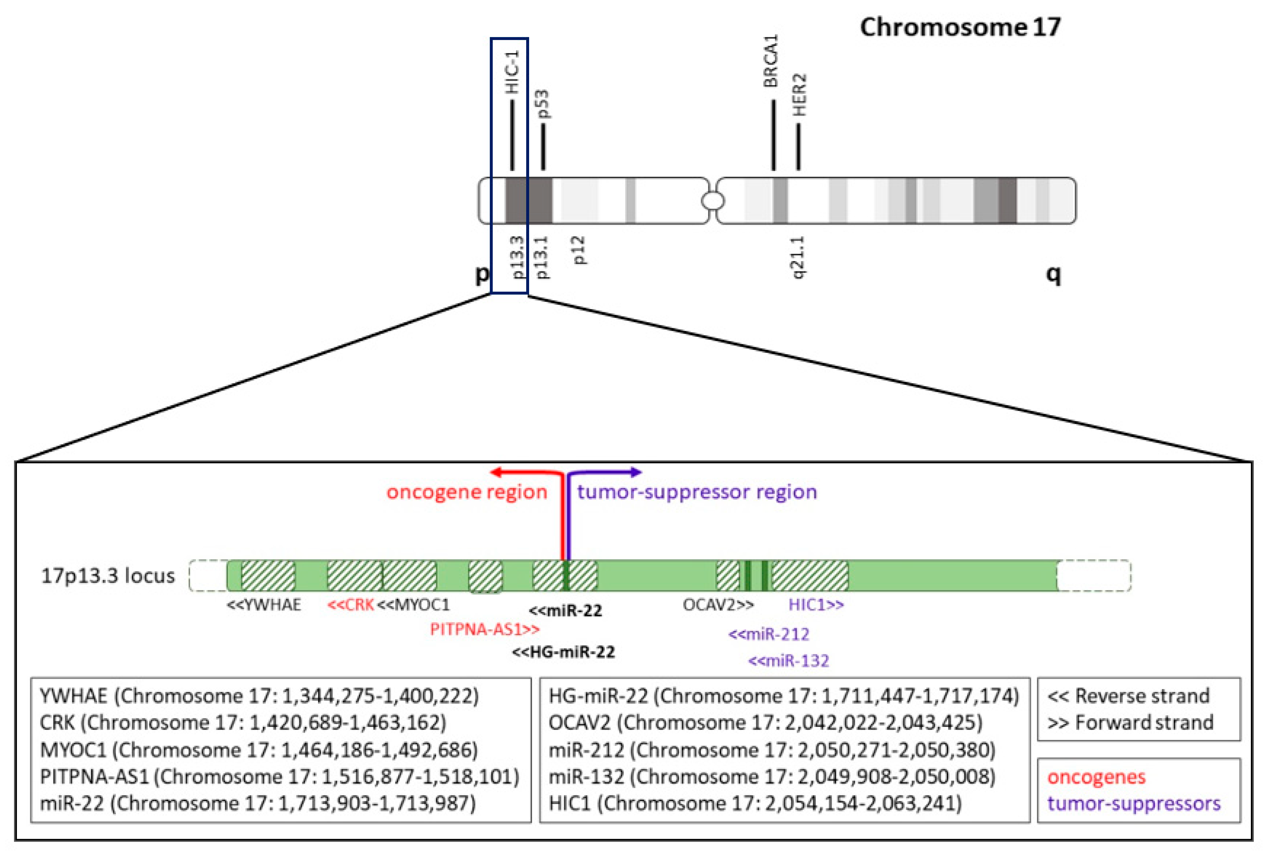 Cancers 14 06255 g001 Cancers 14 06255 g001