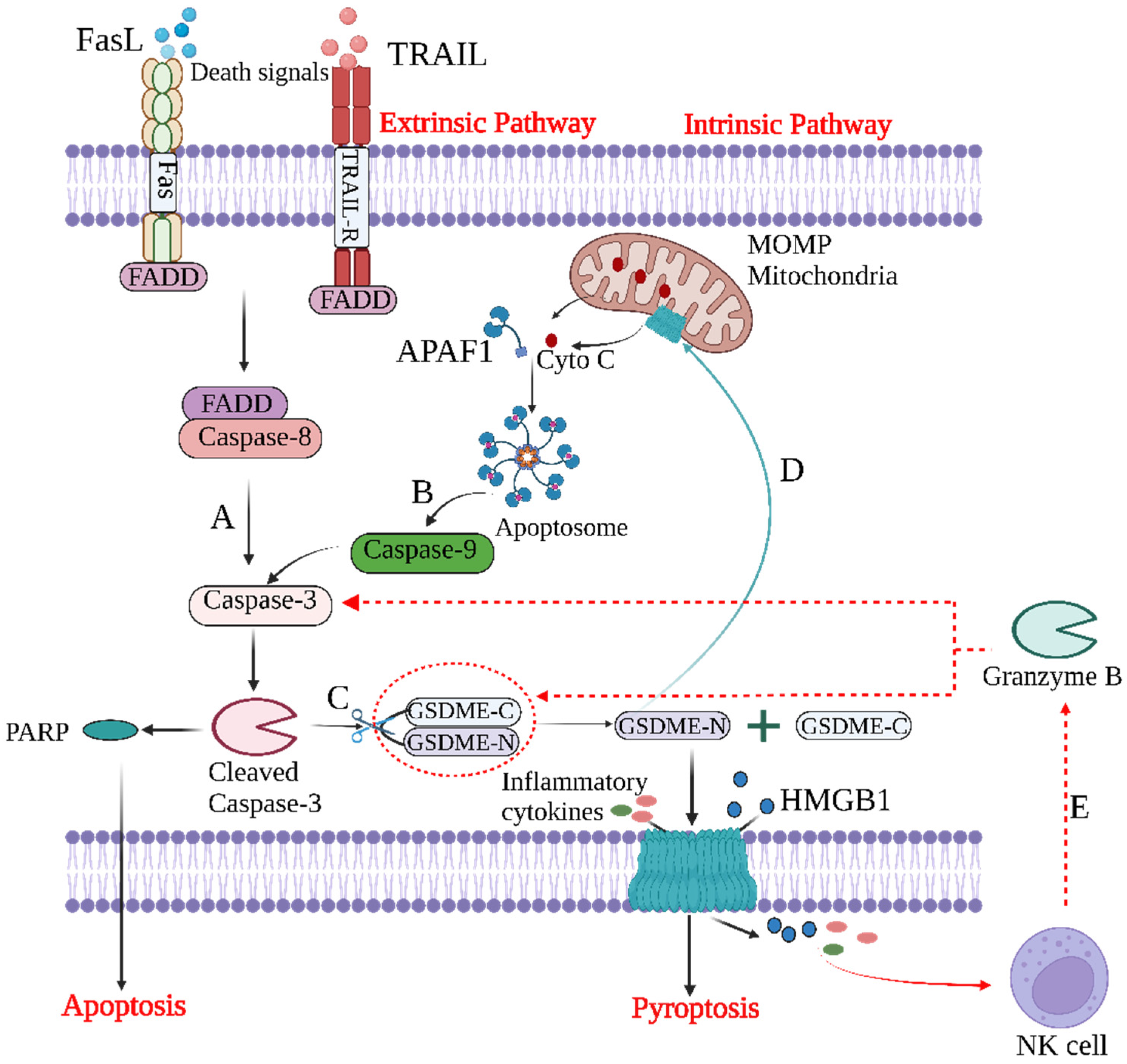 Cancers 15 00026 g002 Cancers 15 00026 g002
