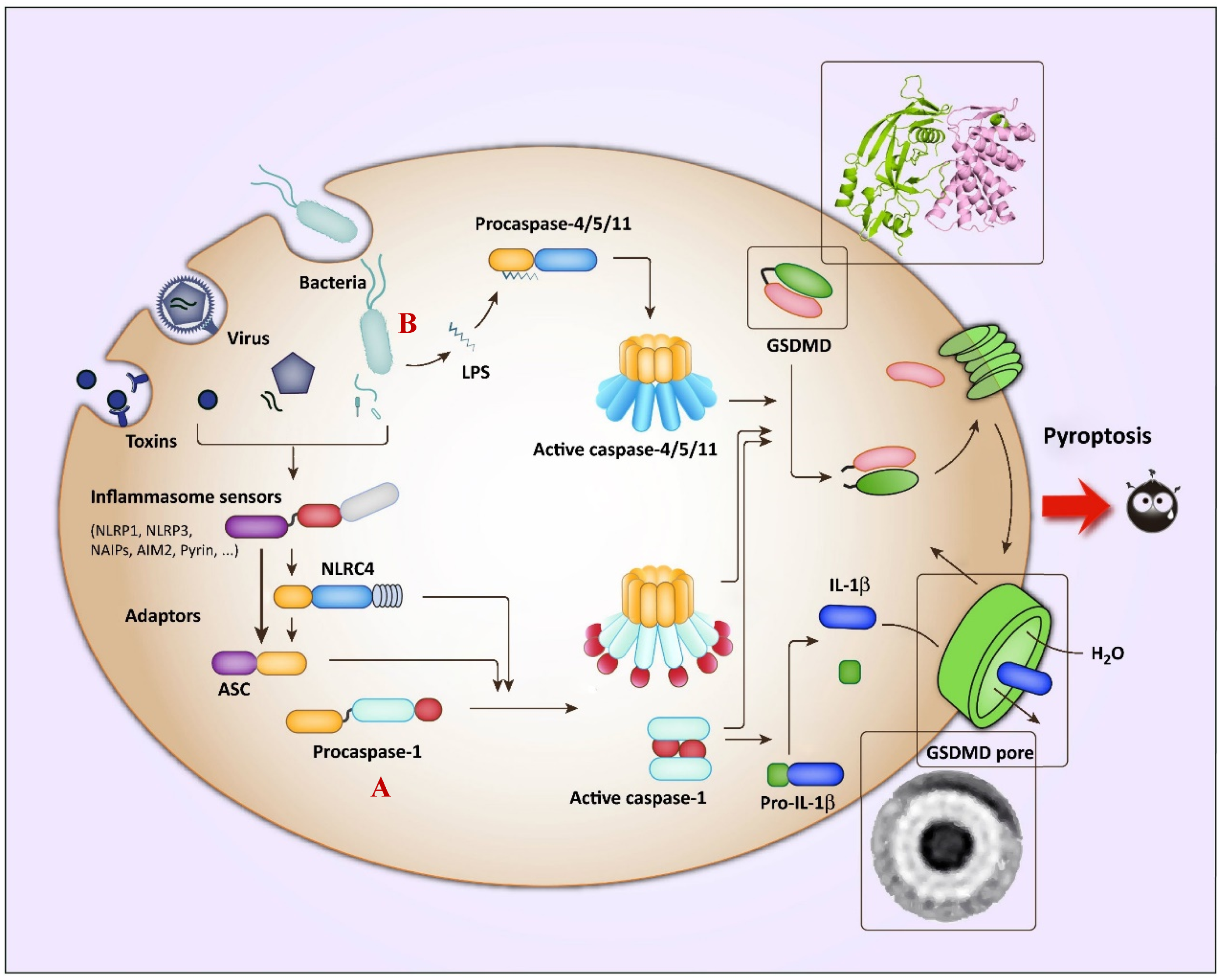 Cancers 15 00026 g005 Cancers 15 00026 g005
