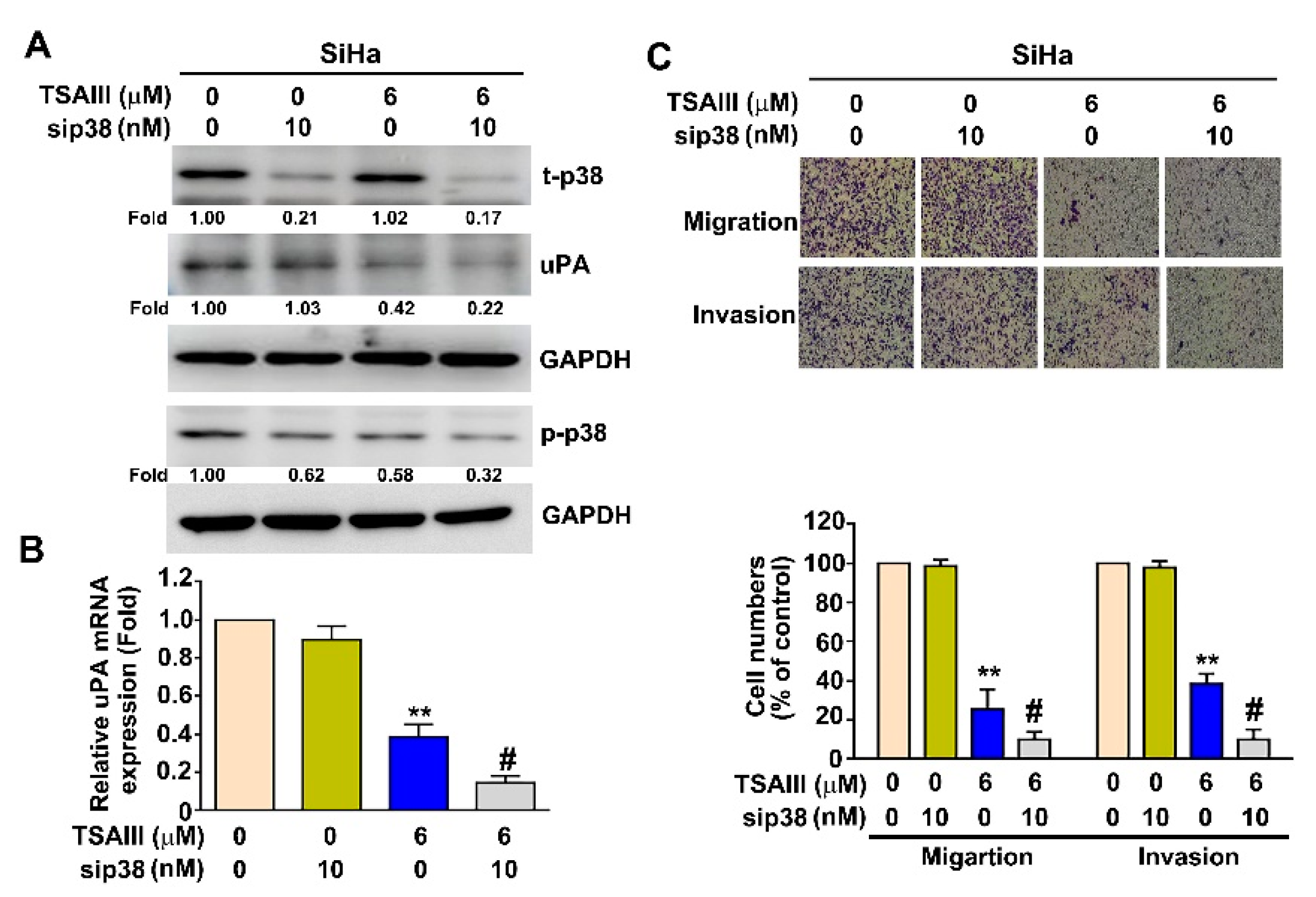 Cancers 15 00037 g006