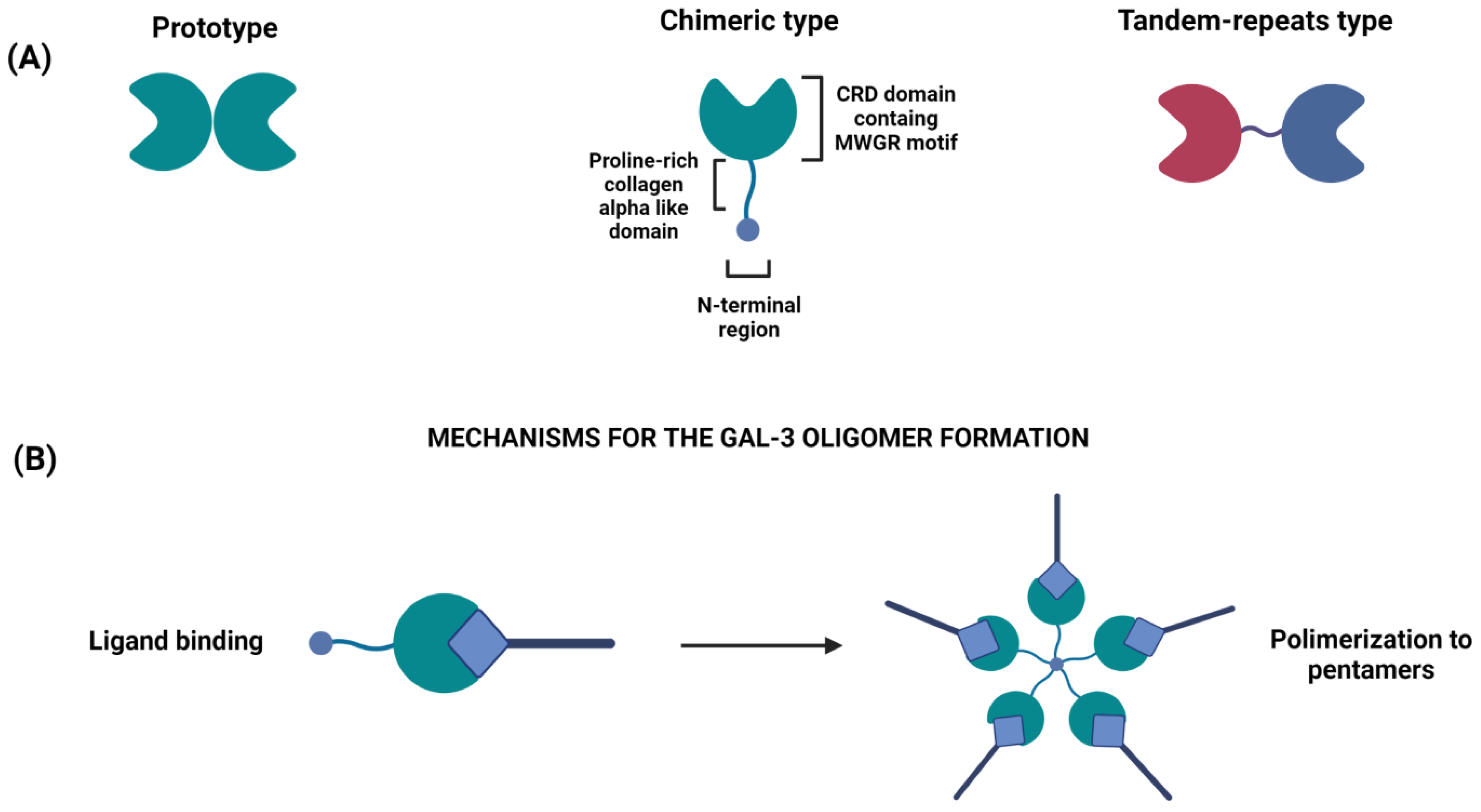 Cancers | Free Full-Text | Highlights On The Role Of Galectin-3 In.