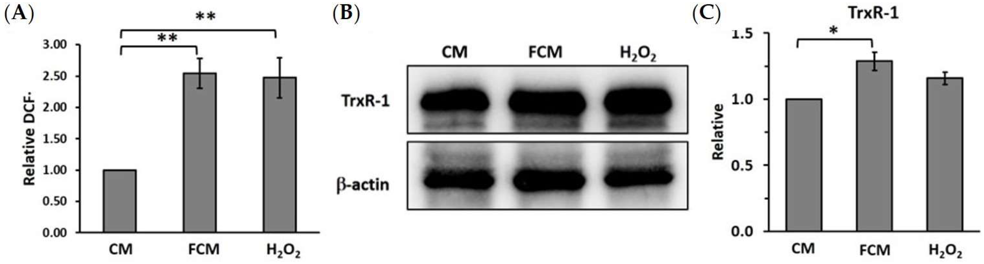 Cancers 15 00056 g004 Cancers 15 00056 g004