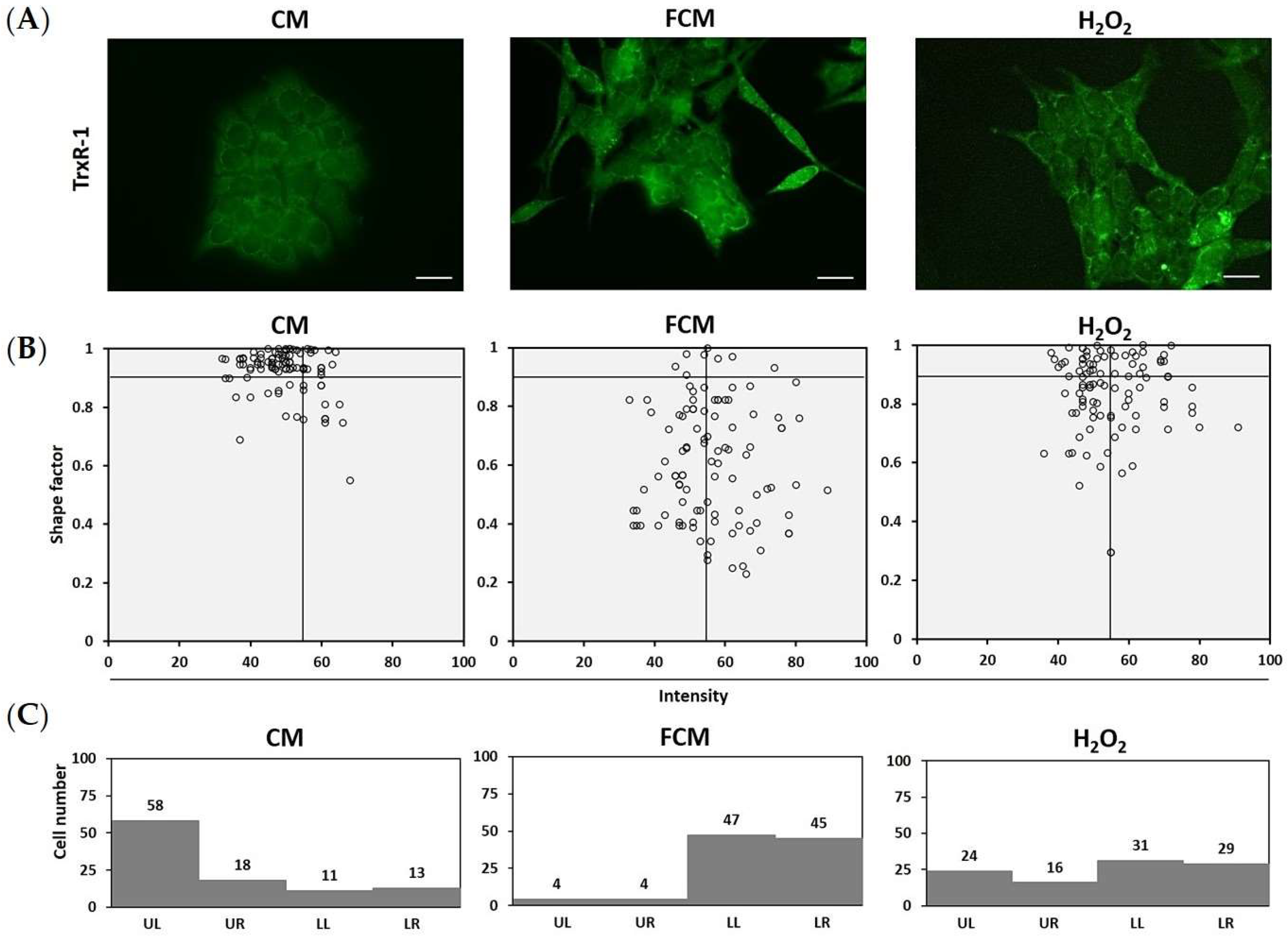 Cancers 15 00056 g005 Cancers 15 00056 g005