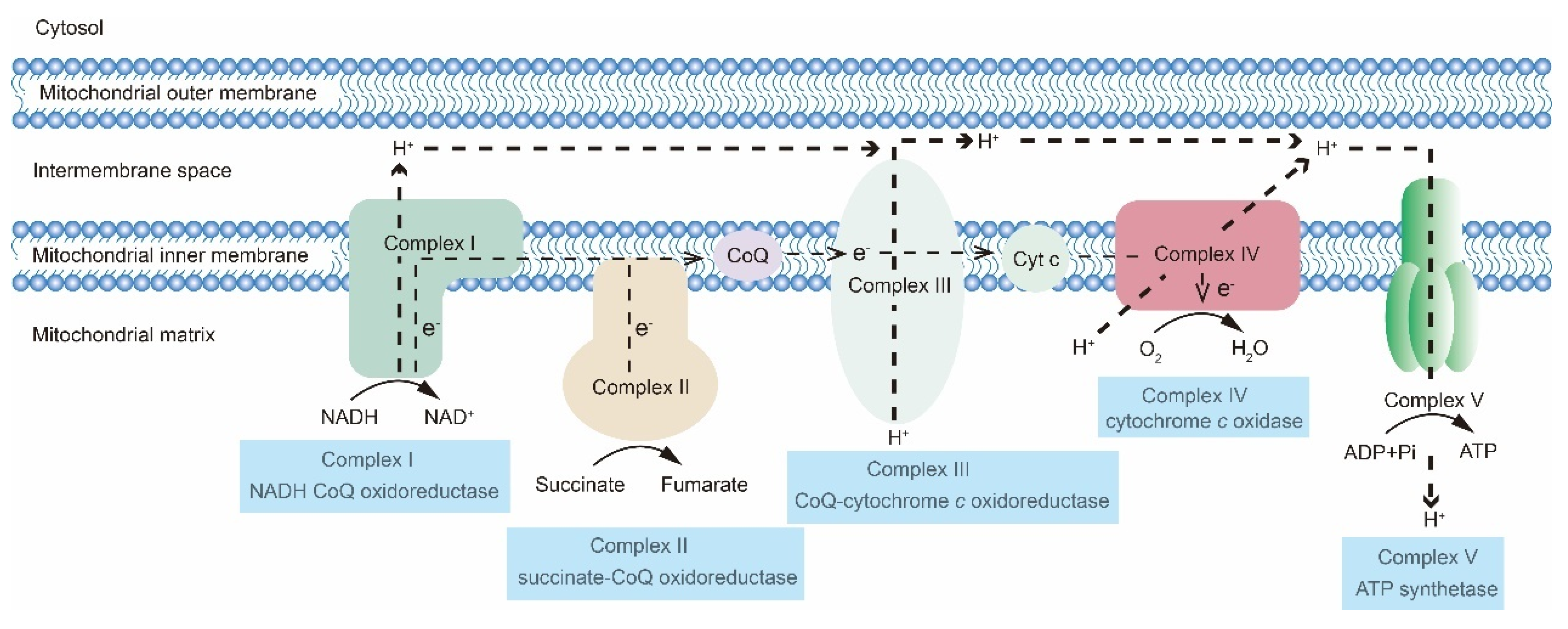 Cancers 15 00062 g001 Cancers 15 00062 g001