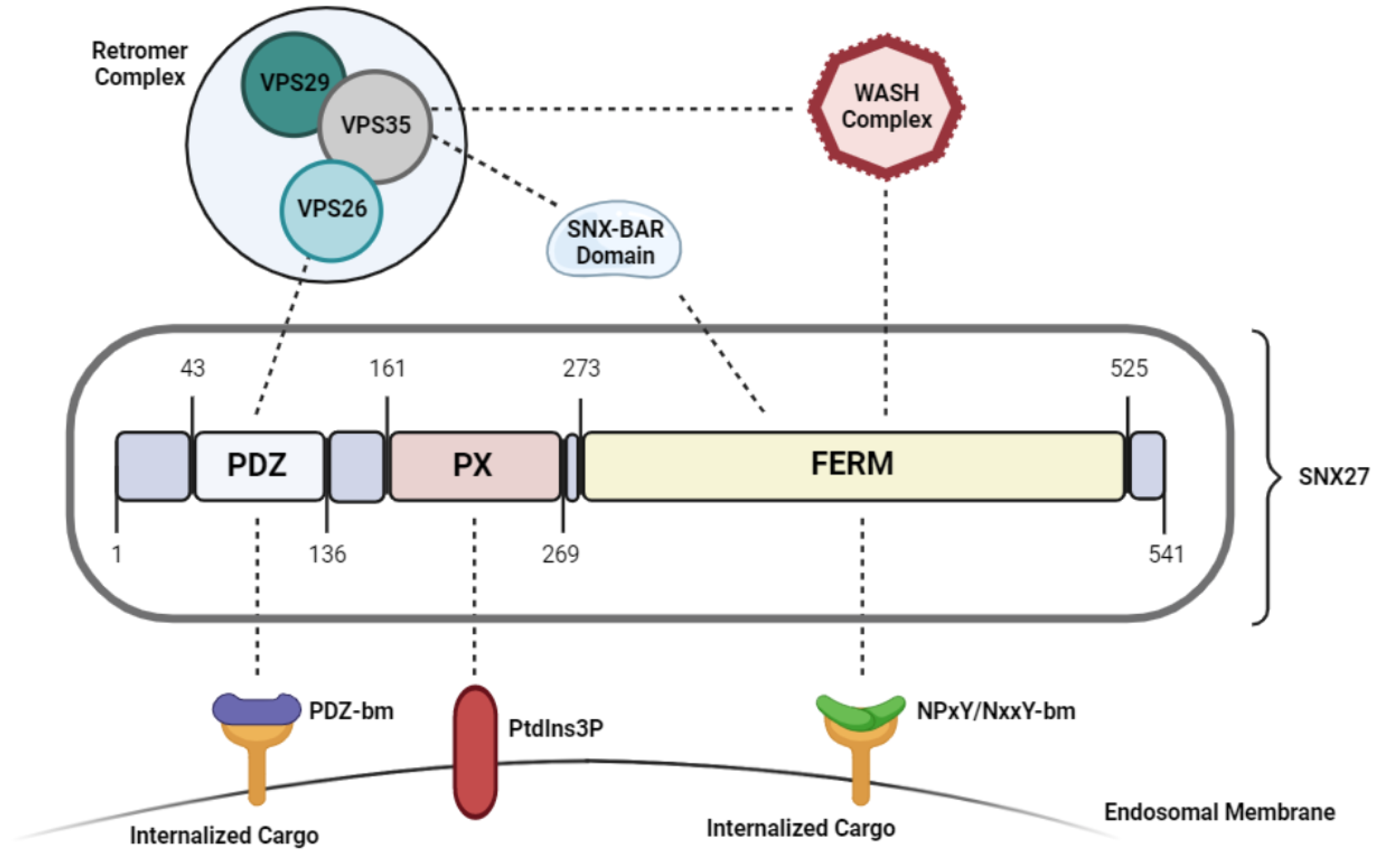 Endosomal Sorting Protein SNX27 and Its Emerging Roles in