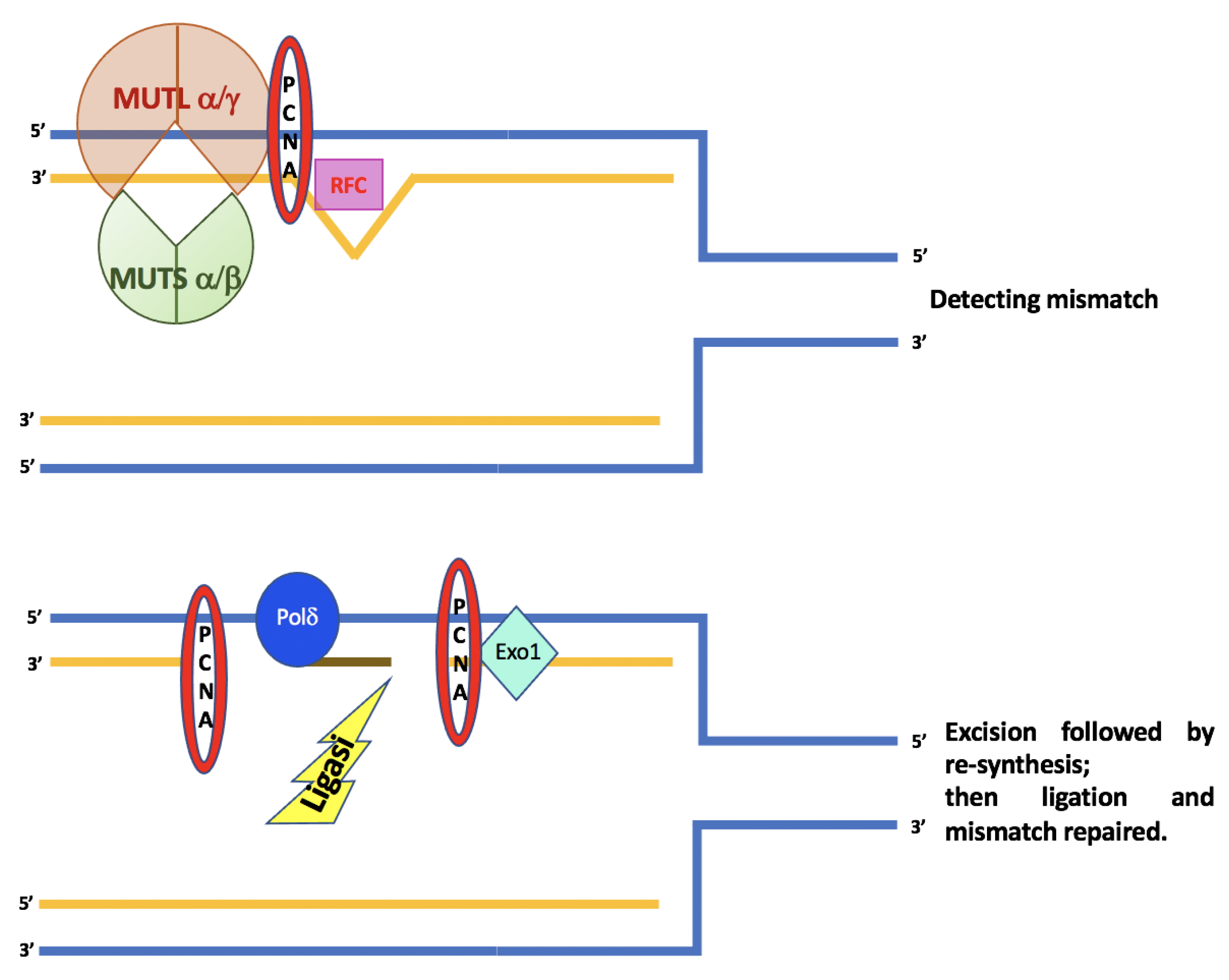 Cancers 15 00075 g001