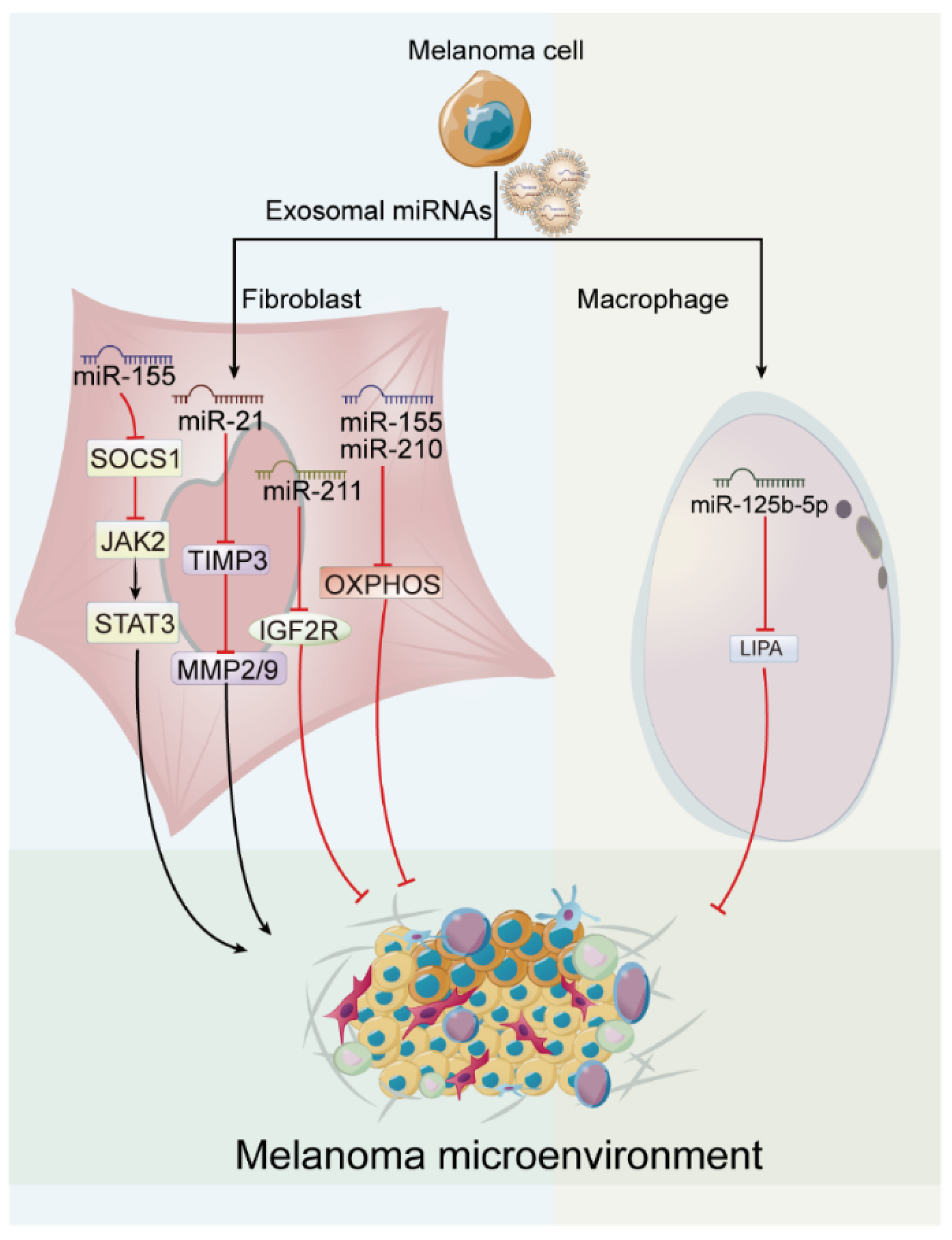 Cancers 15 00080 g004 Cancers 15 00080 g004