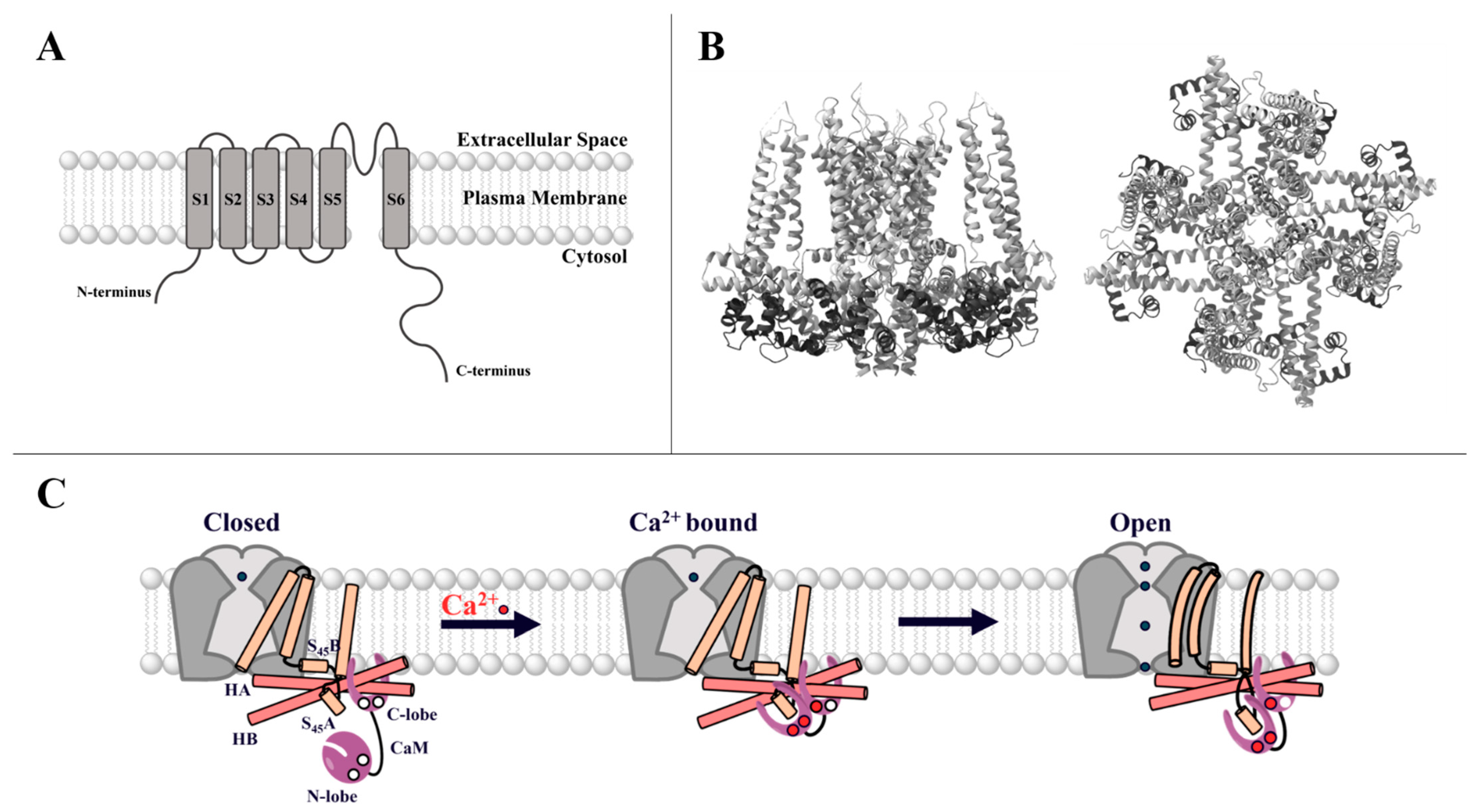 Cancers | Free Full-Text | CRAC and SK Channels: Their Molecular Mechanisms  Associated with Cancer Cell Development