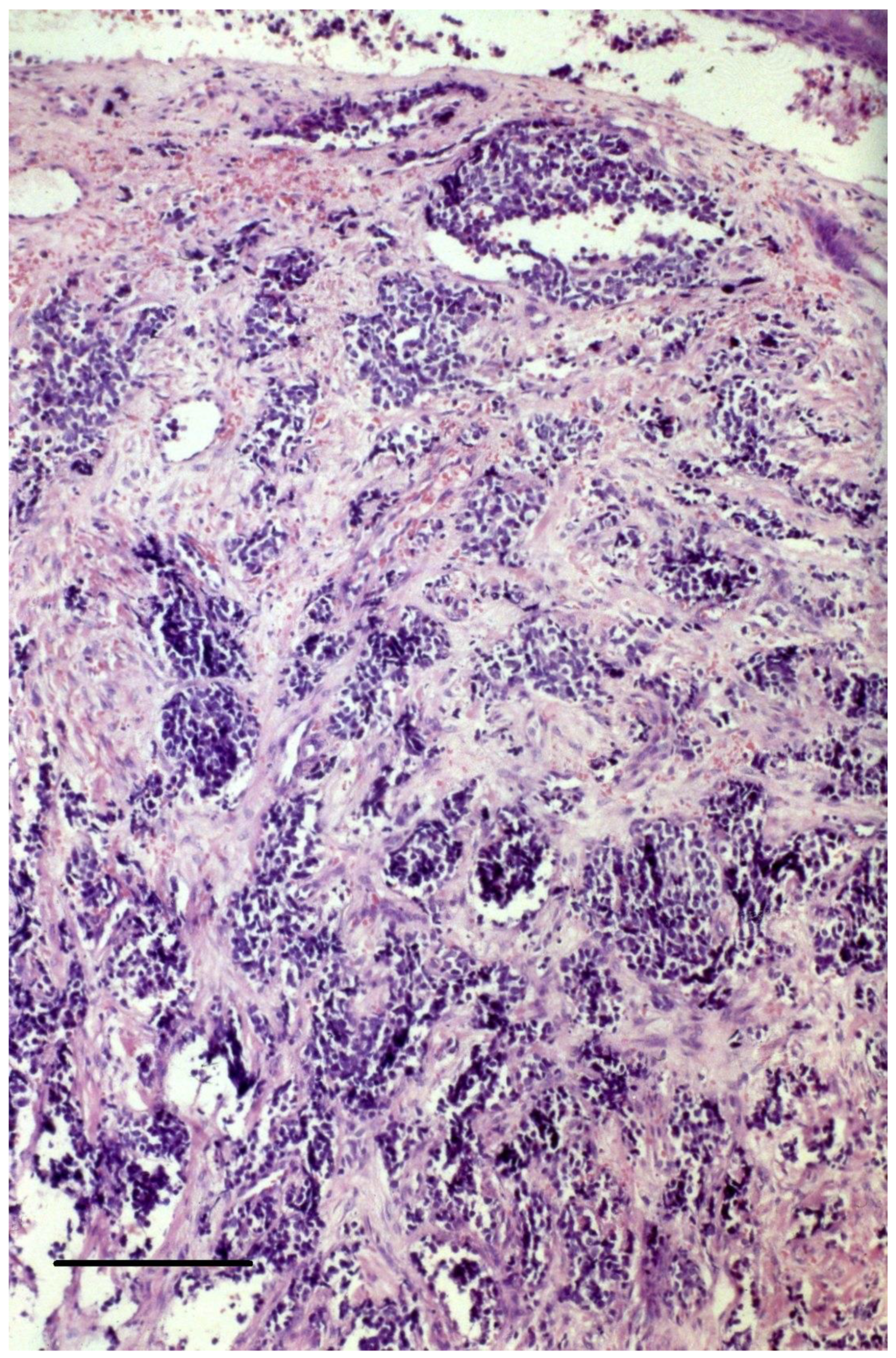 Cancers 15 00103 g002 Cancers 15 00103 g002