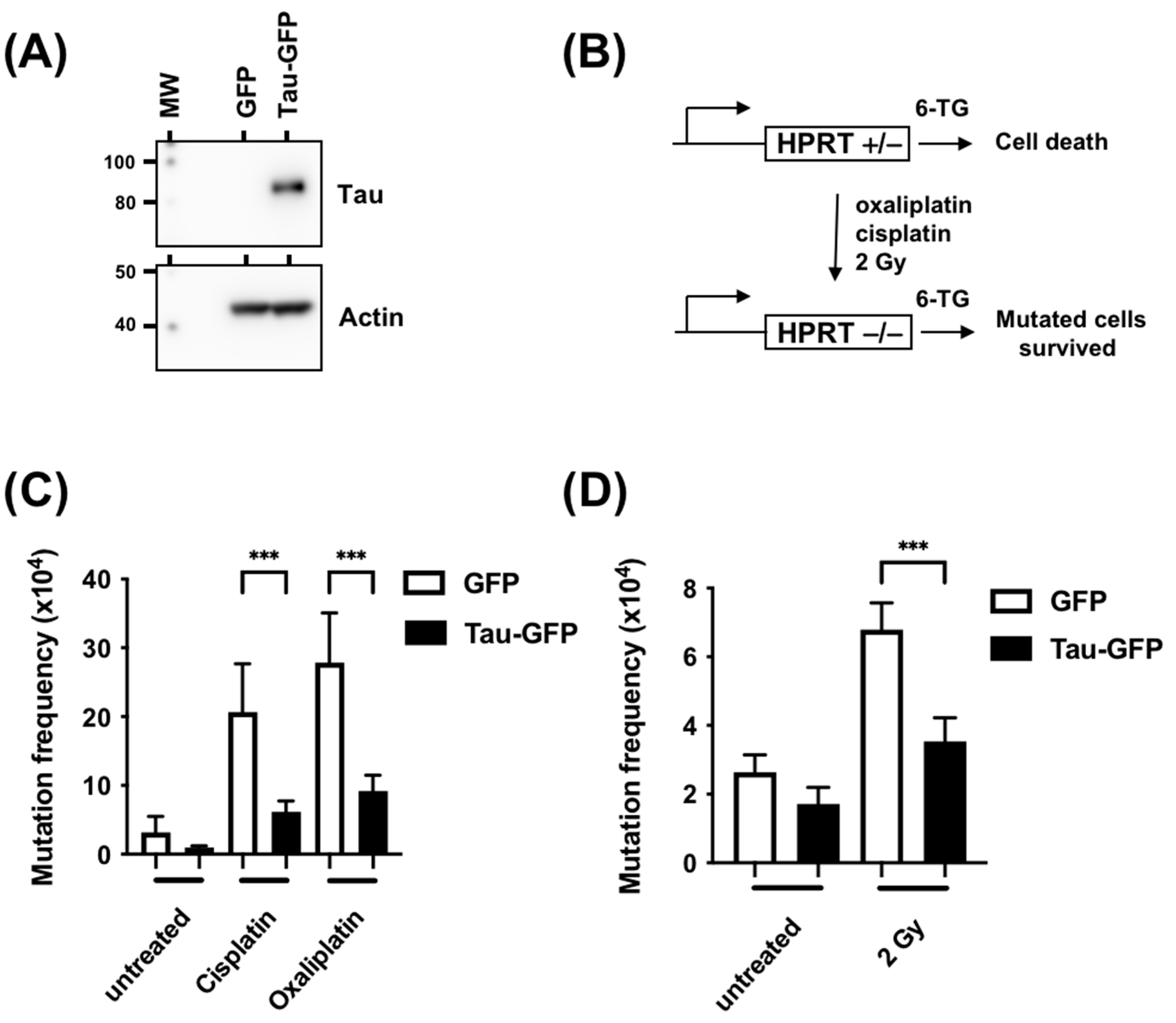 Cancers 15 00116 g003 Cancers 15 00116 g003