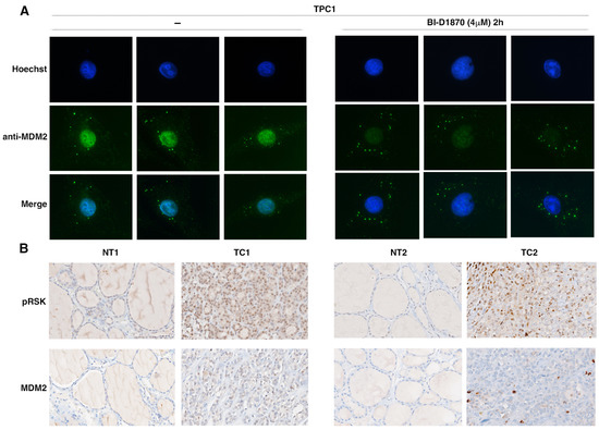 p90RSK Regulates p53 Pathway by MDM2 Phosphorylation in