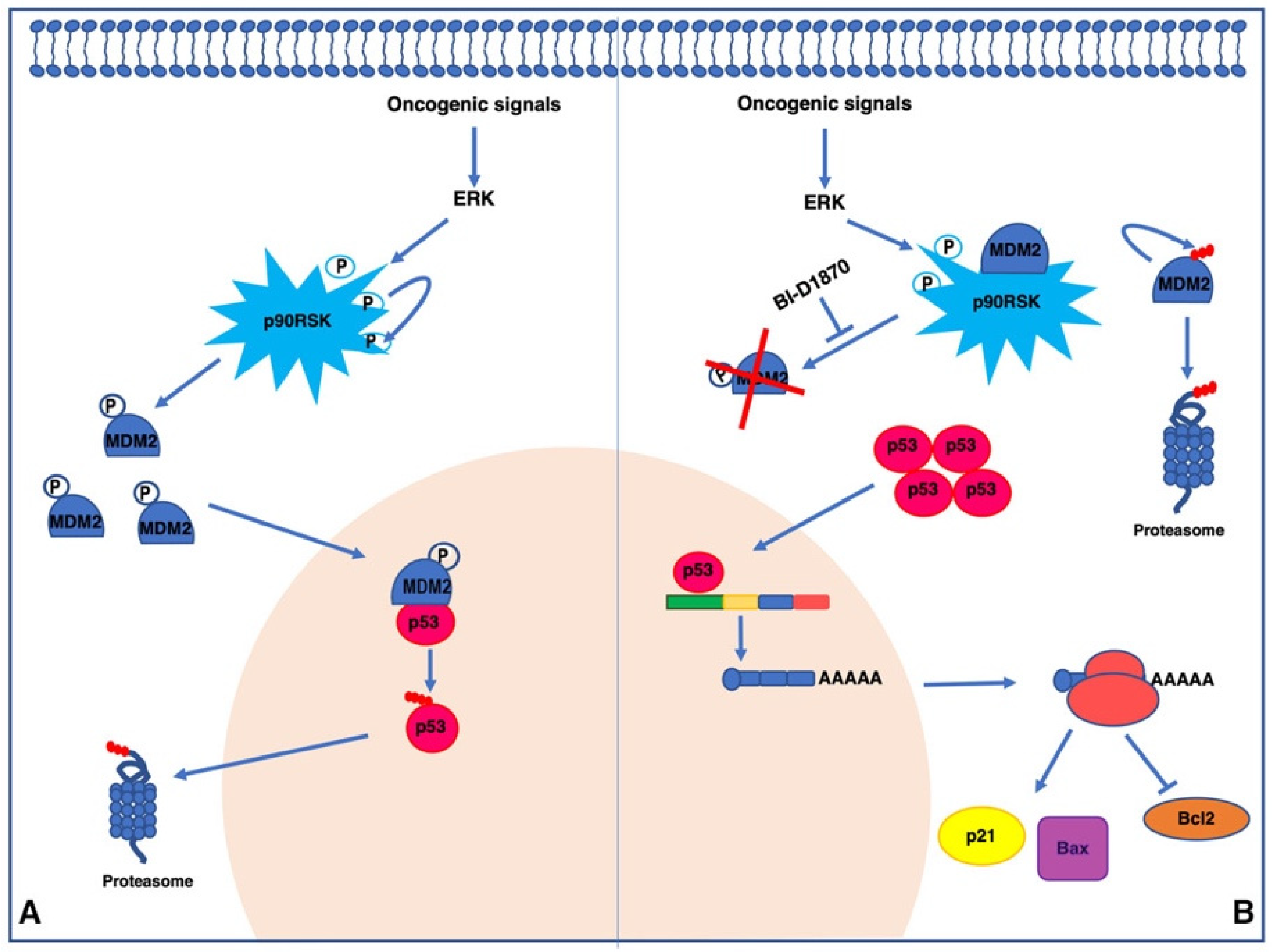 Cancers 15 00121 g008 Cancers 15 00121 g008