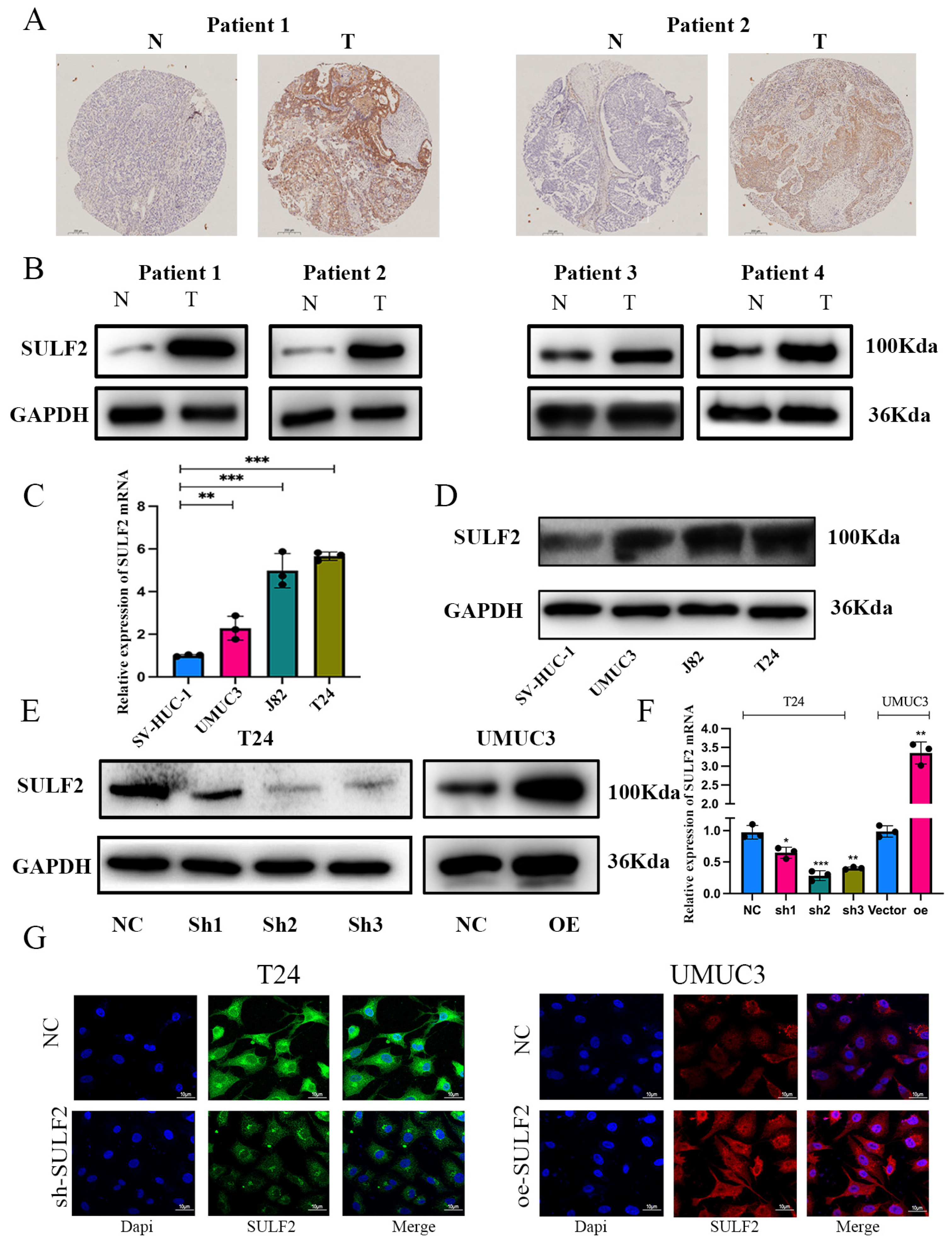 Cancers 15 00131 g002 Cancers 15 00131 g002
