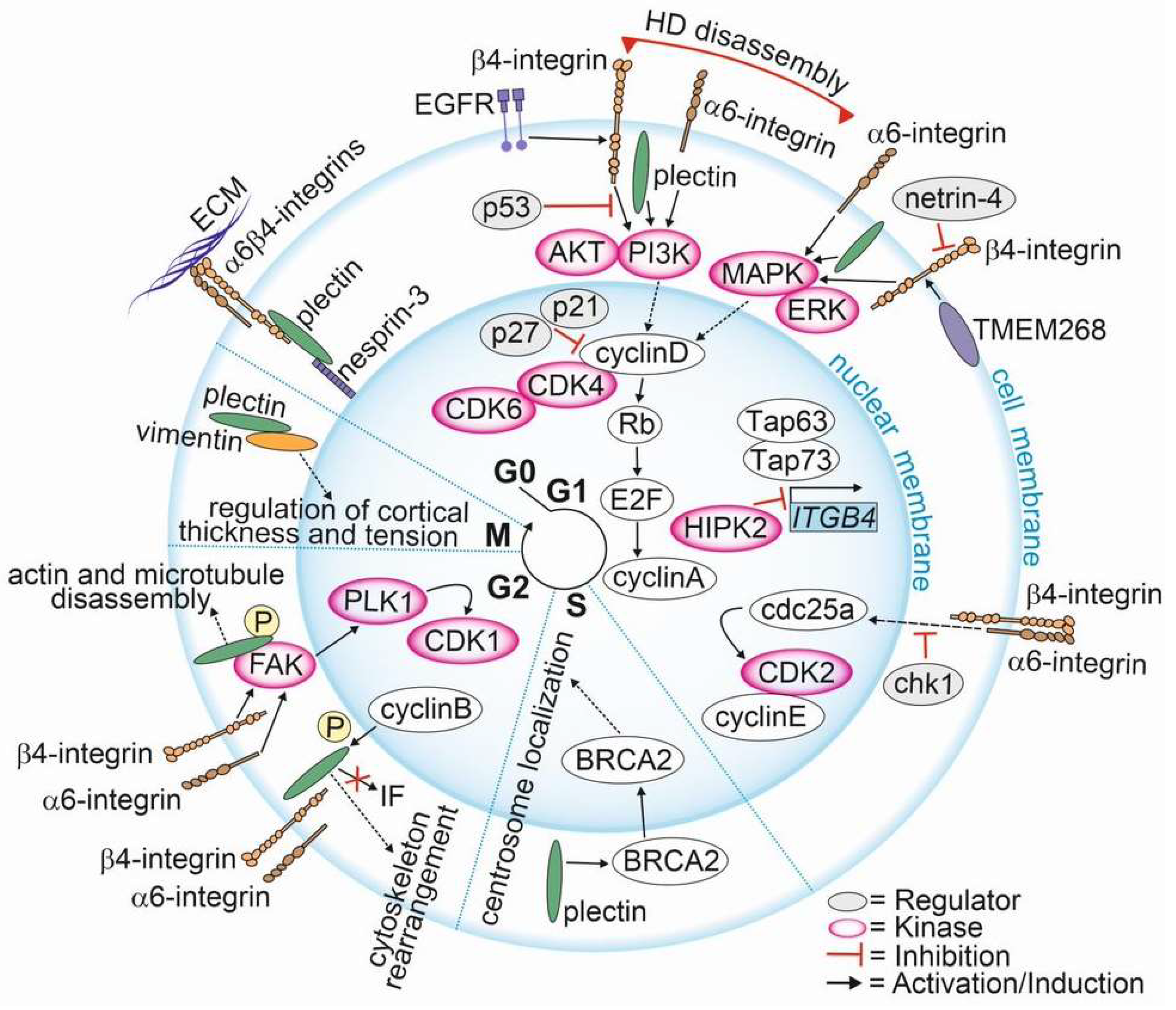 Cancers 15 00149 g003 Cancers 15 00149 g003