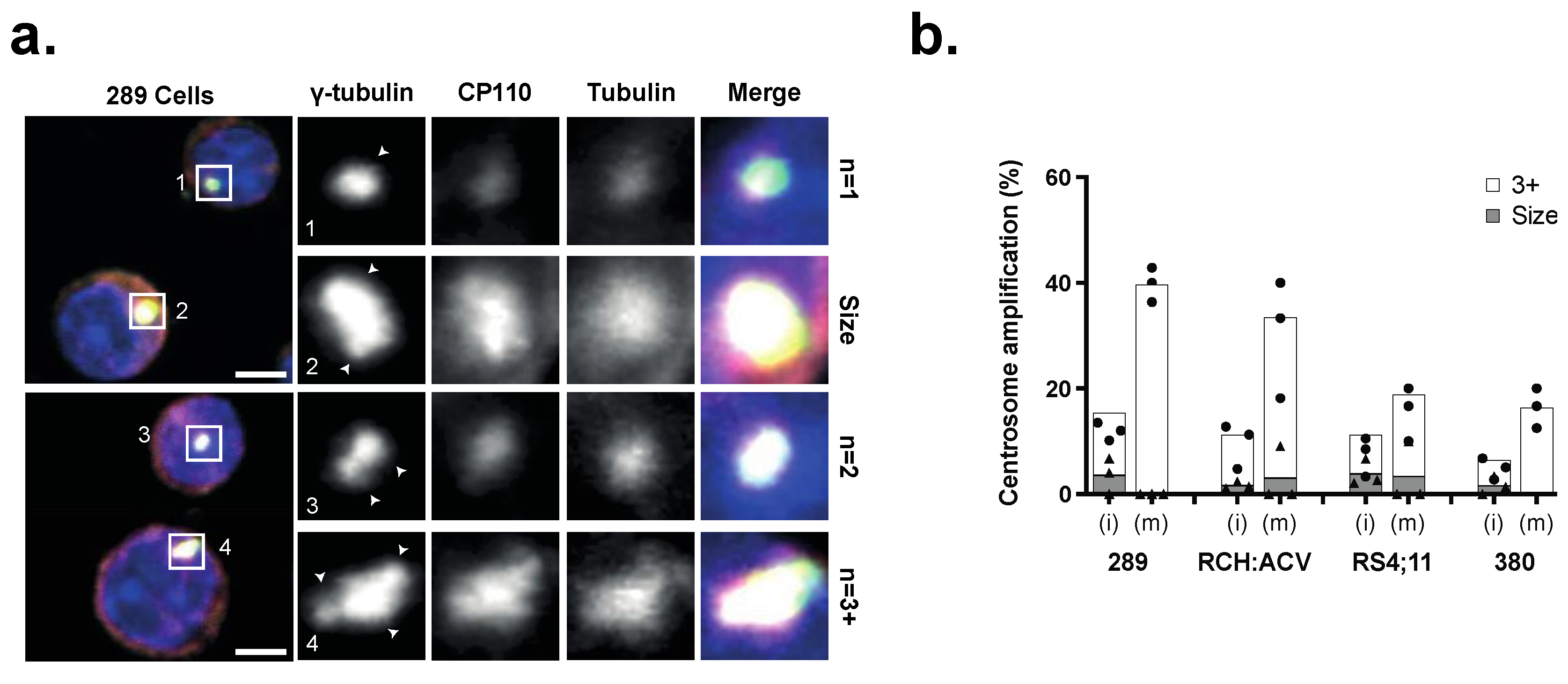 Cancers 15 00154 g001 Cancers 15 00154 g001