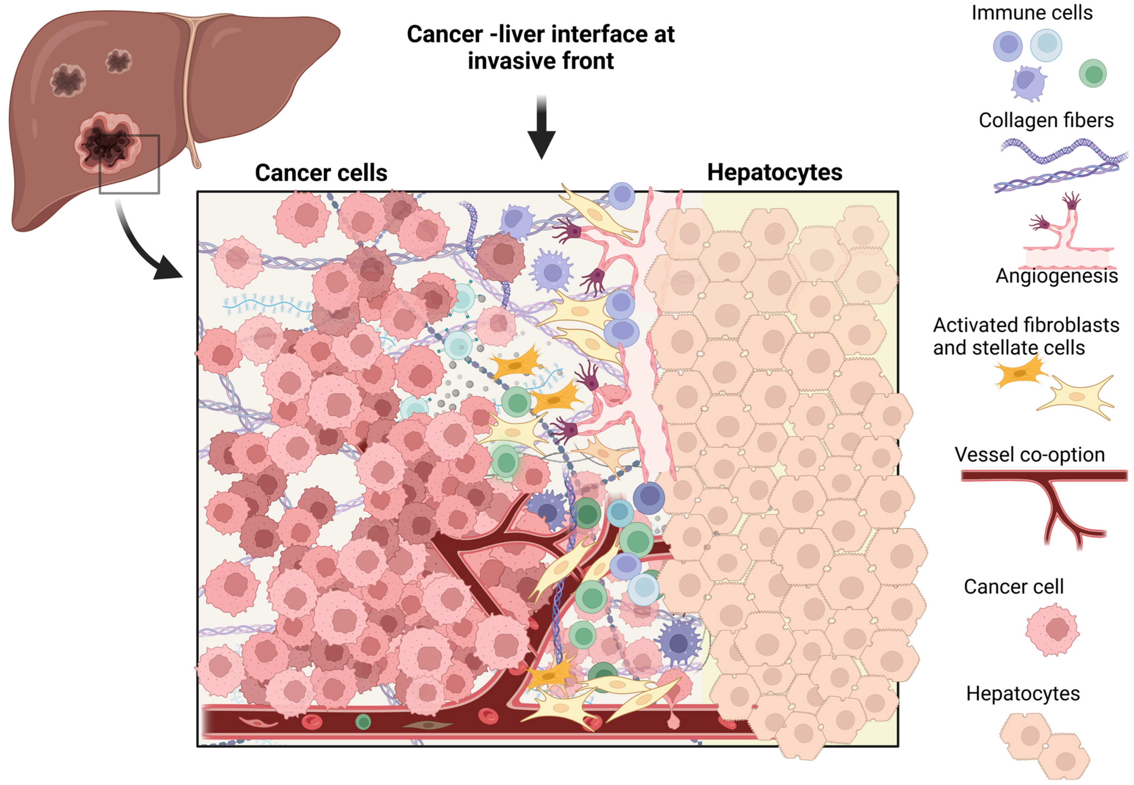 Cancers 15 00181 g003 Cancers 15 00181 g003