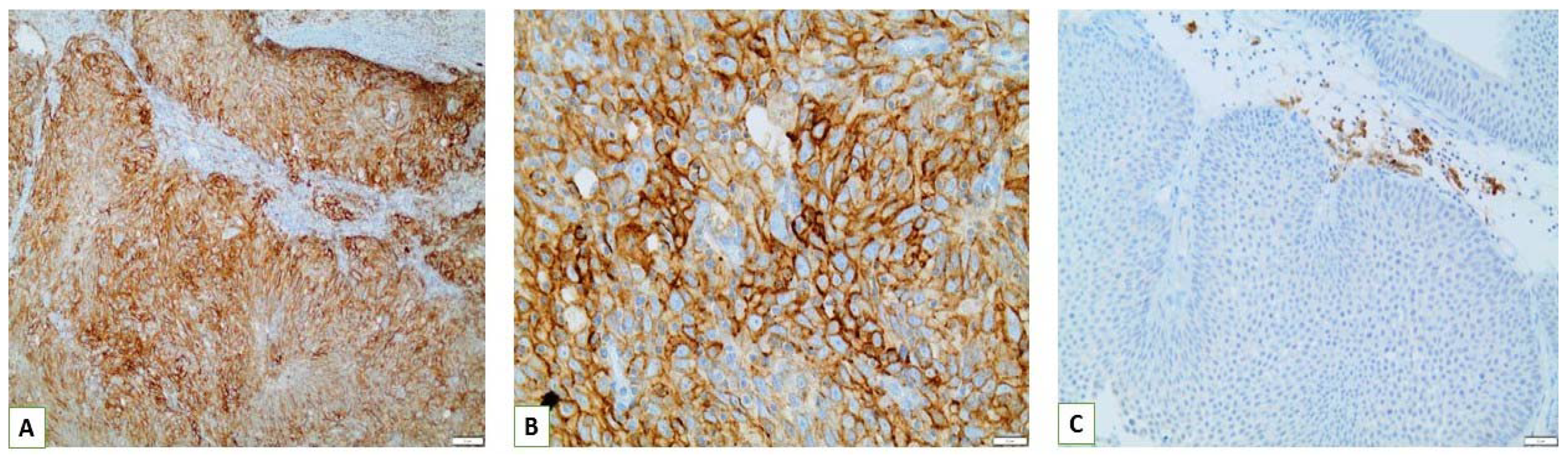 Cancers 15 00188 g007 Cancers 15 00188 g007