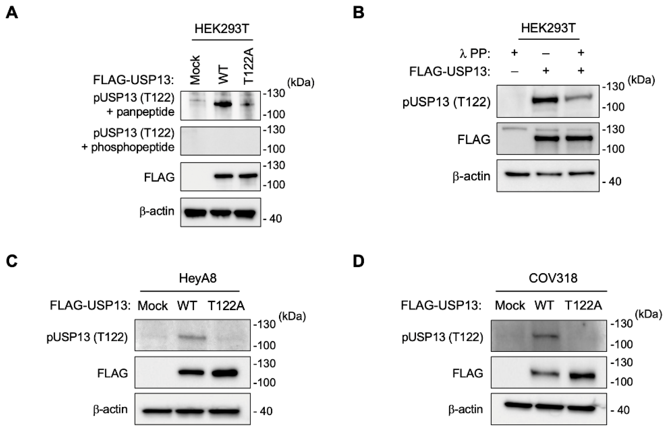 Cancers 15 00200 g002