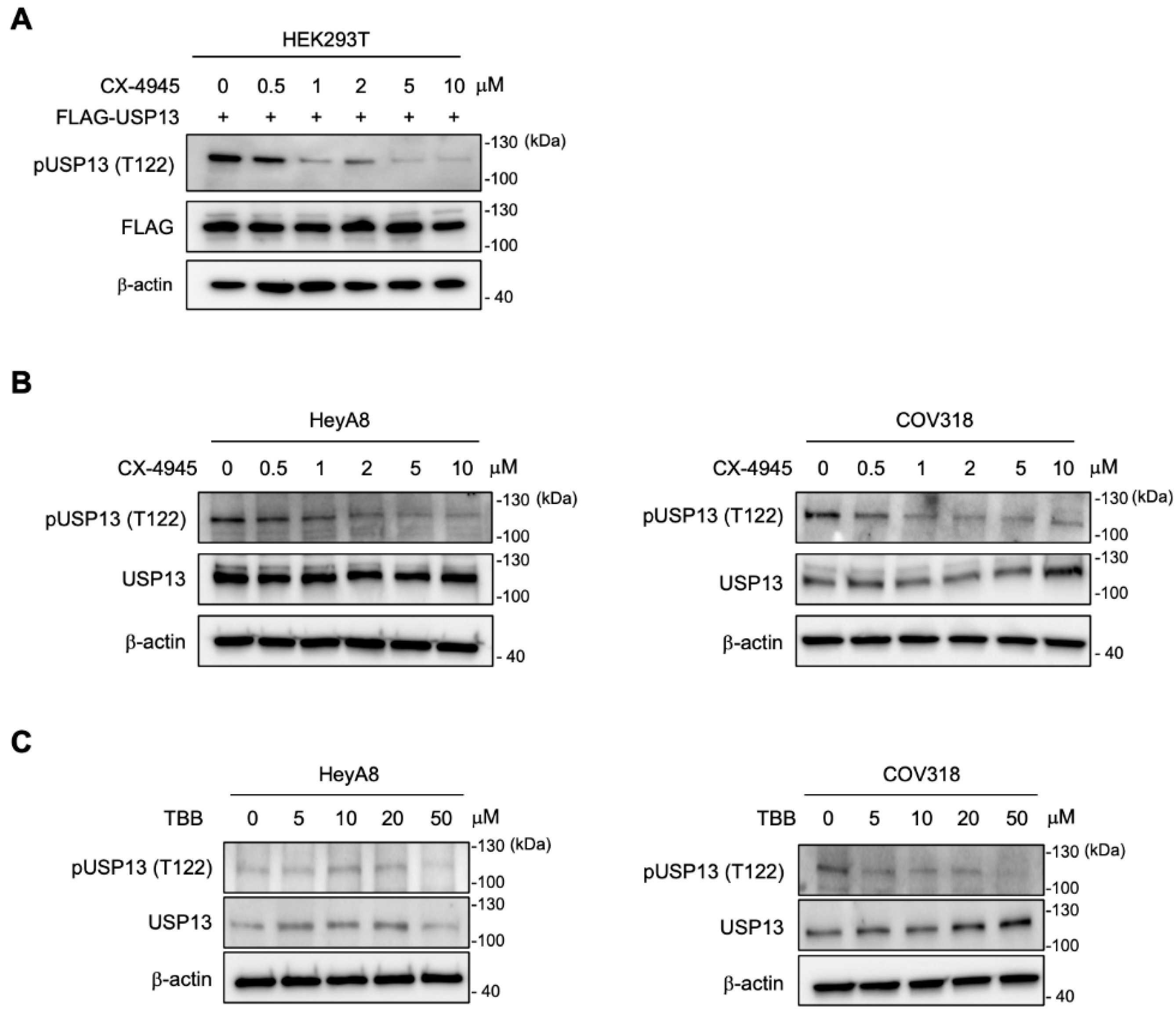 Cancers 15 00200 g005