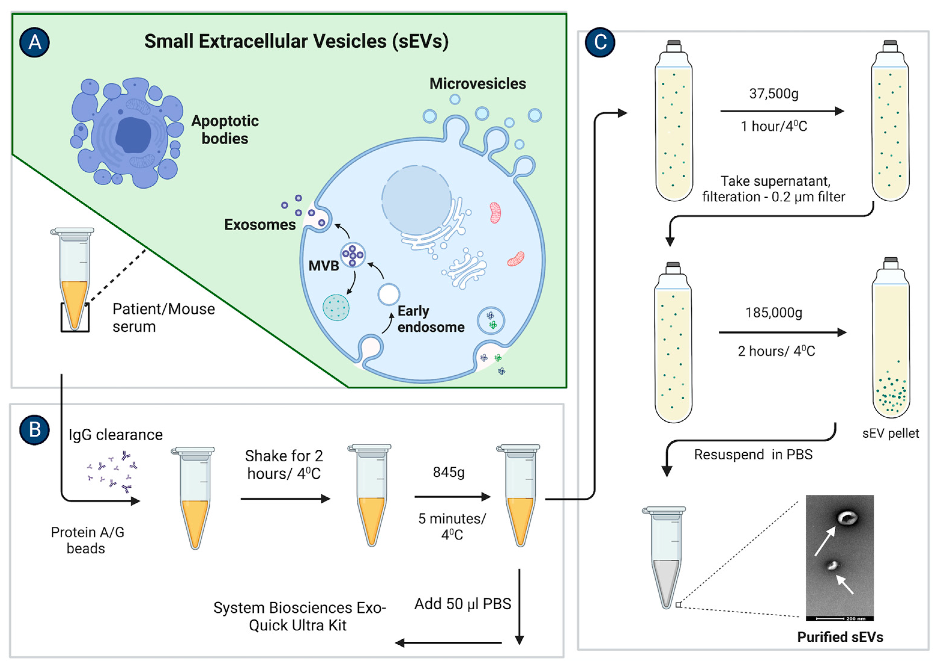 Cancers 15 00212 g001 Cancers 15 00212 g001