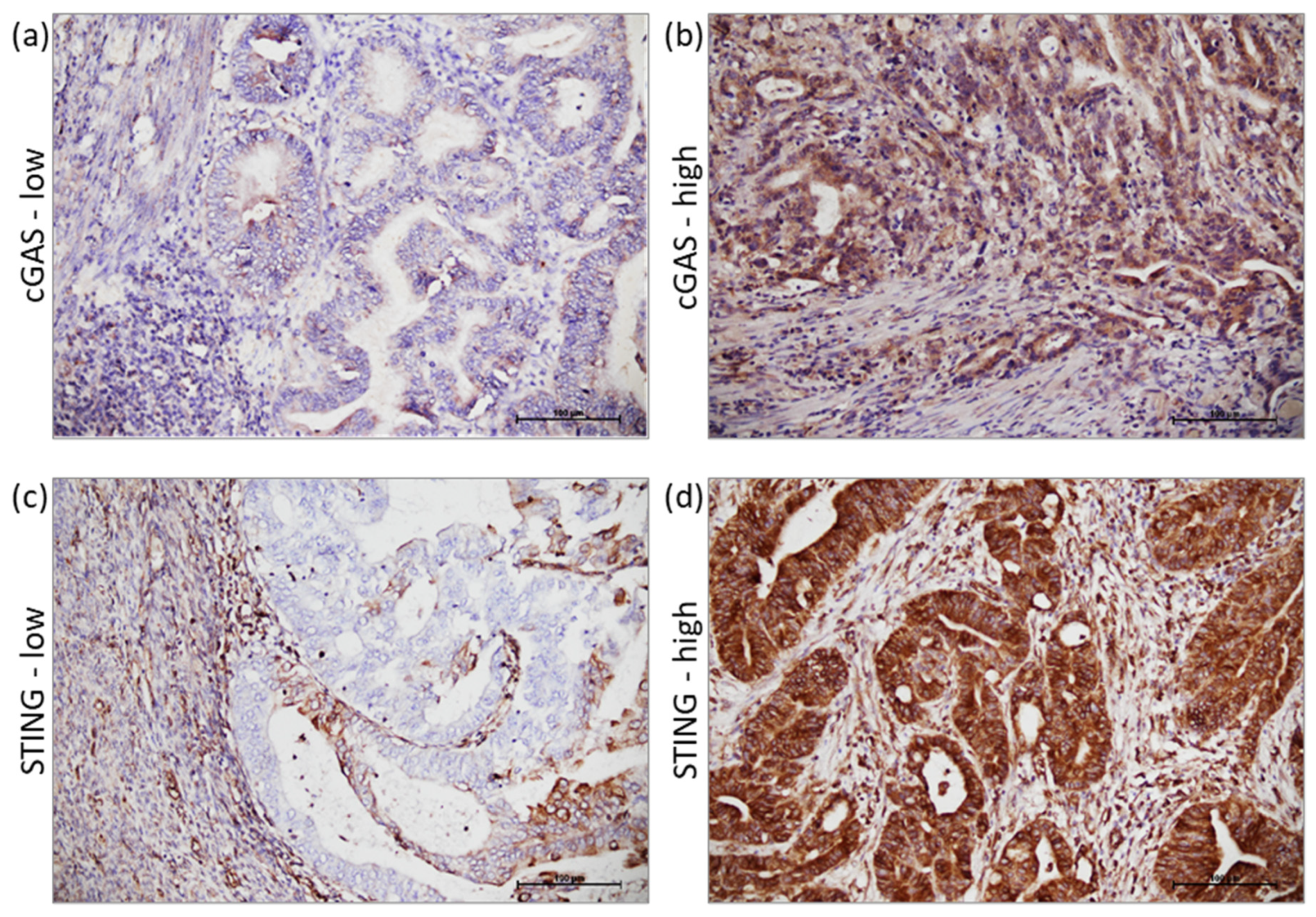 Cancers 15 00221 g001 Cancers 15 00221 g001