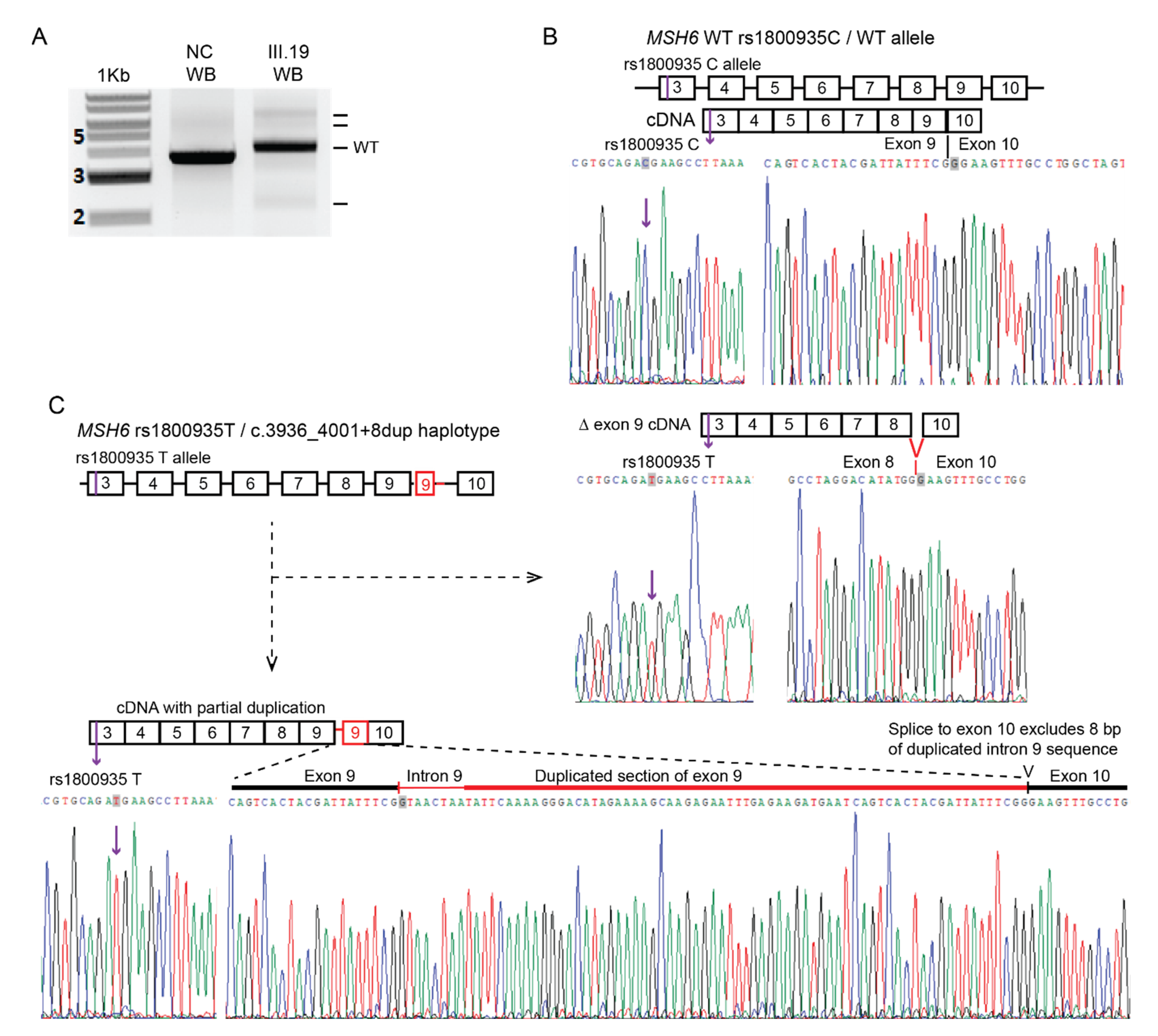 Cancers 15 00228 g006 Cancers 15 00228 g006