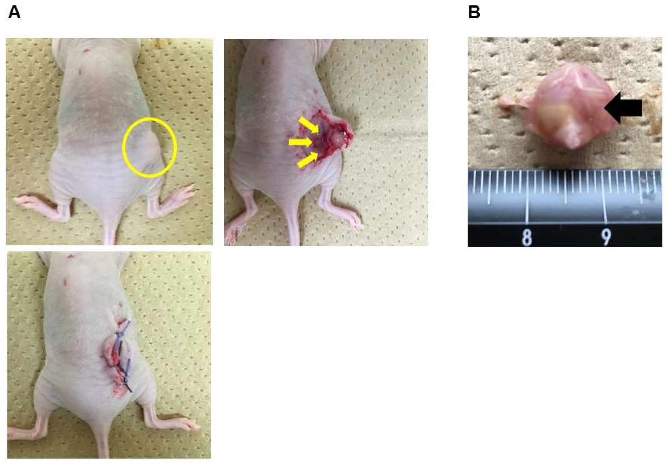 Cancers 15 00237 g001 Cancers 15 00237 g001