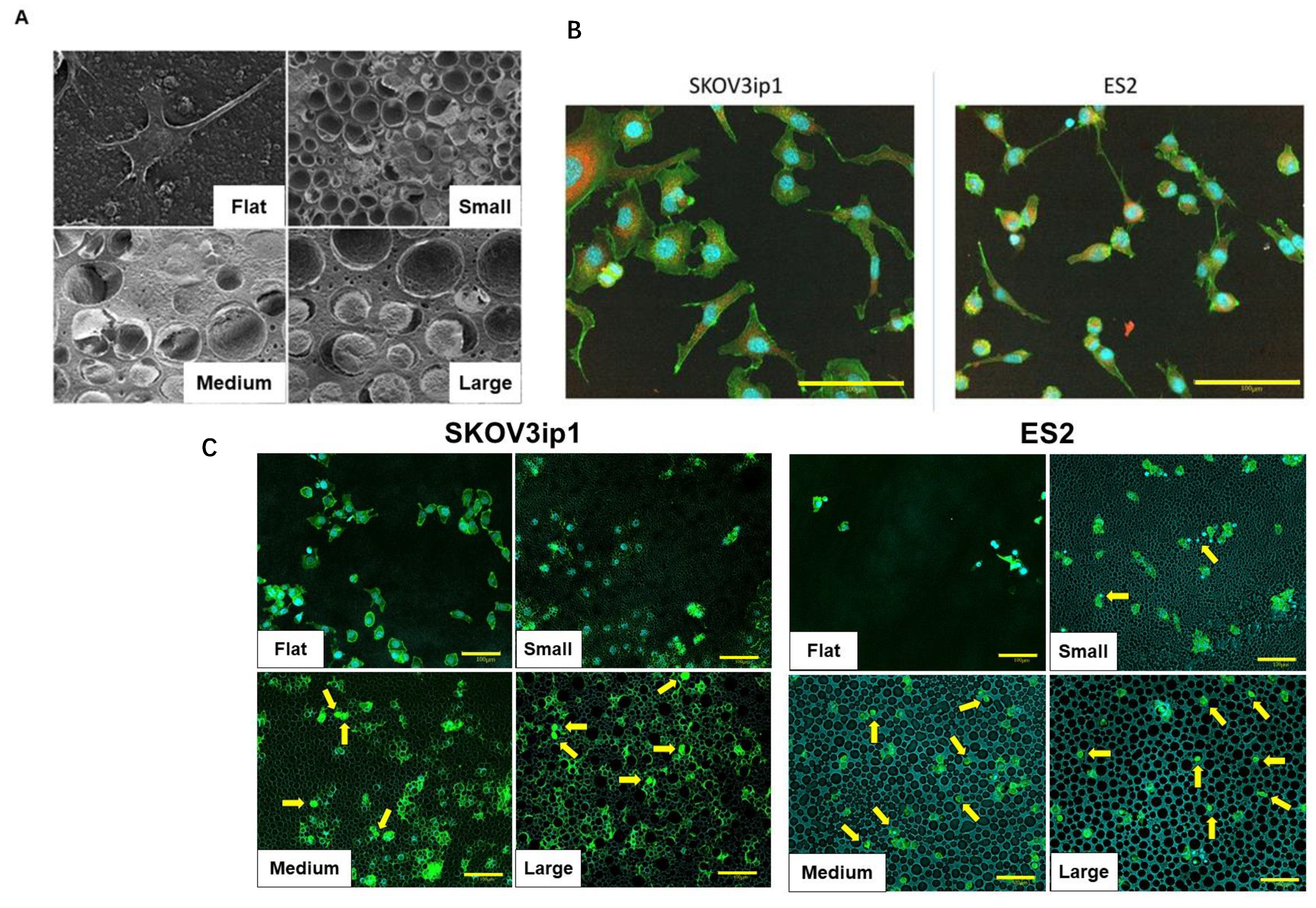 Cancers 15 00237 g003 Cancers 15 00237 g003