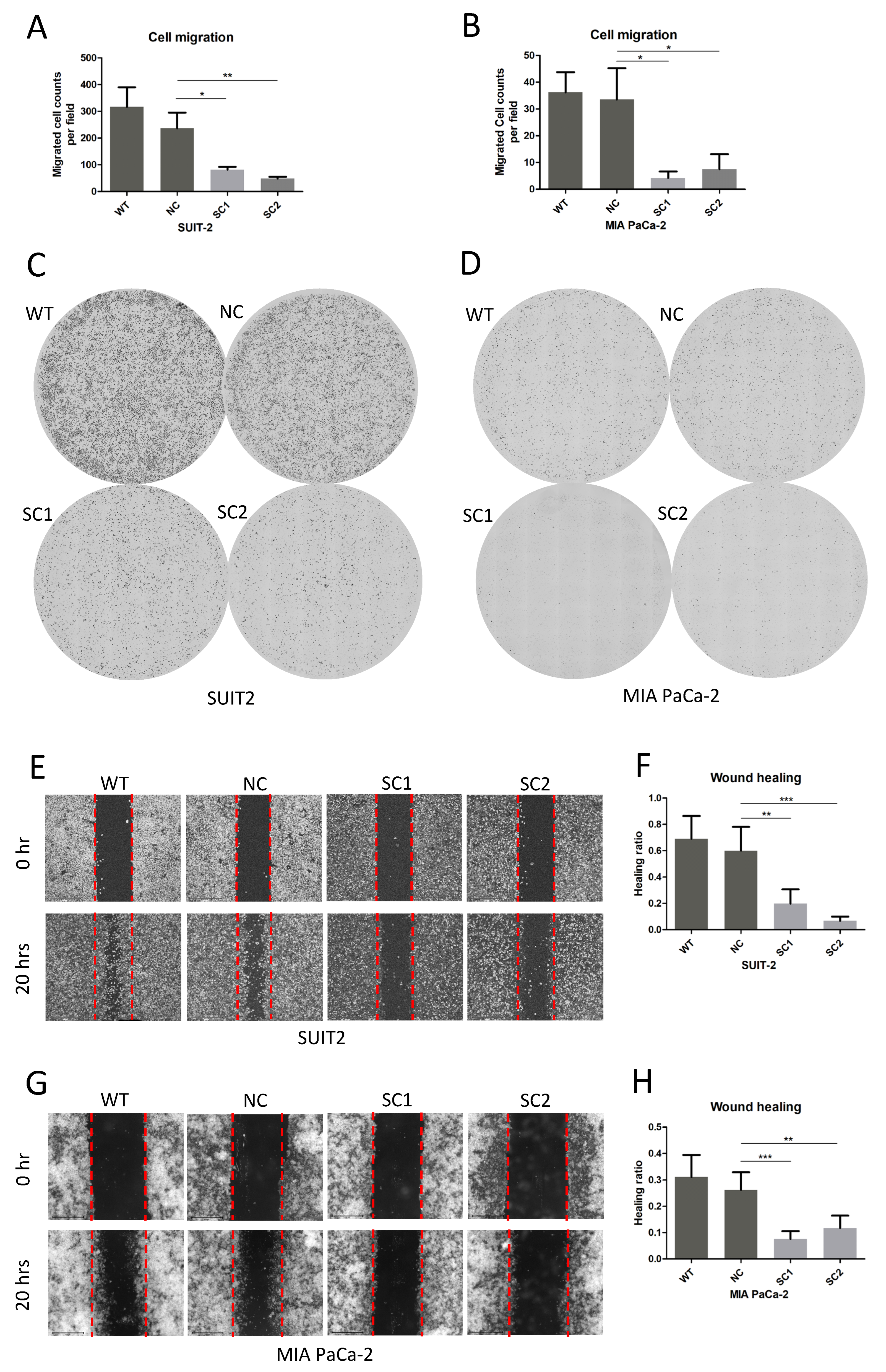 Cancers 15 00241 g004
