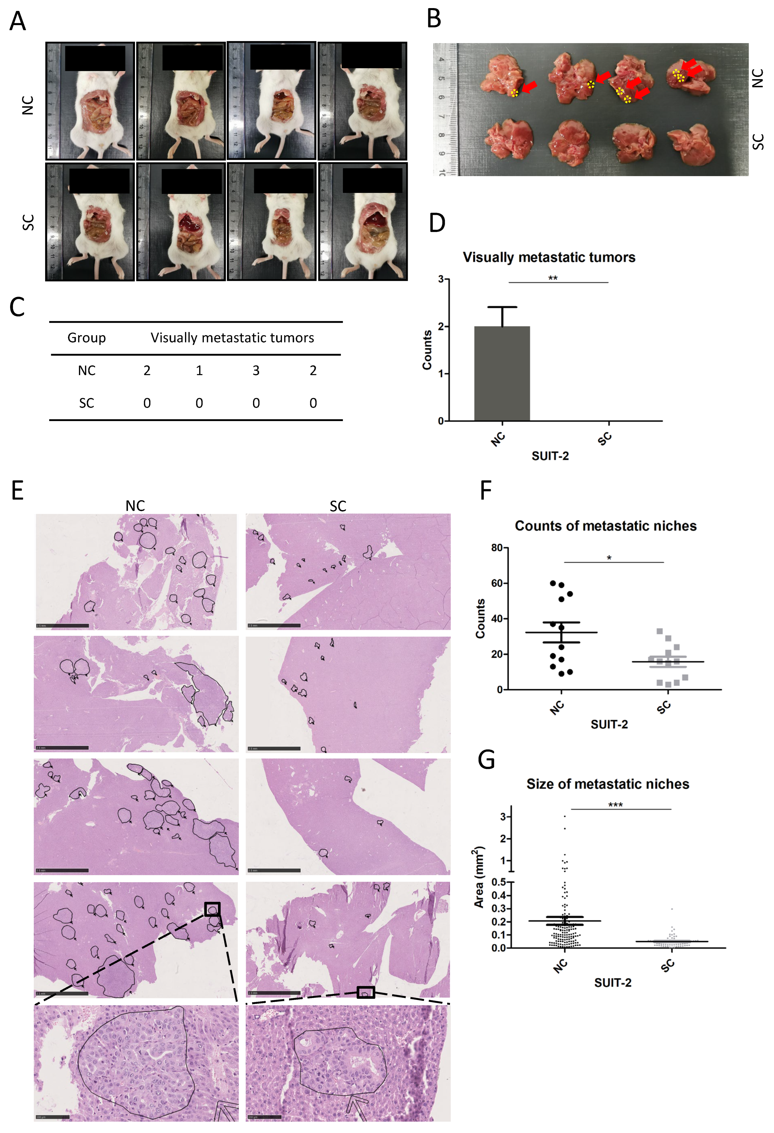 Cancers 15 00241 g007