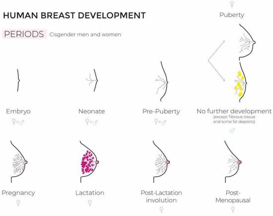 Types Women's Breasts Vector & Photo (Free Trial)