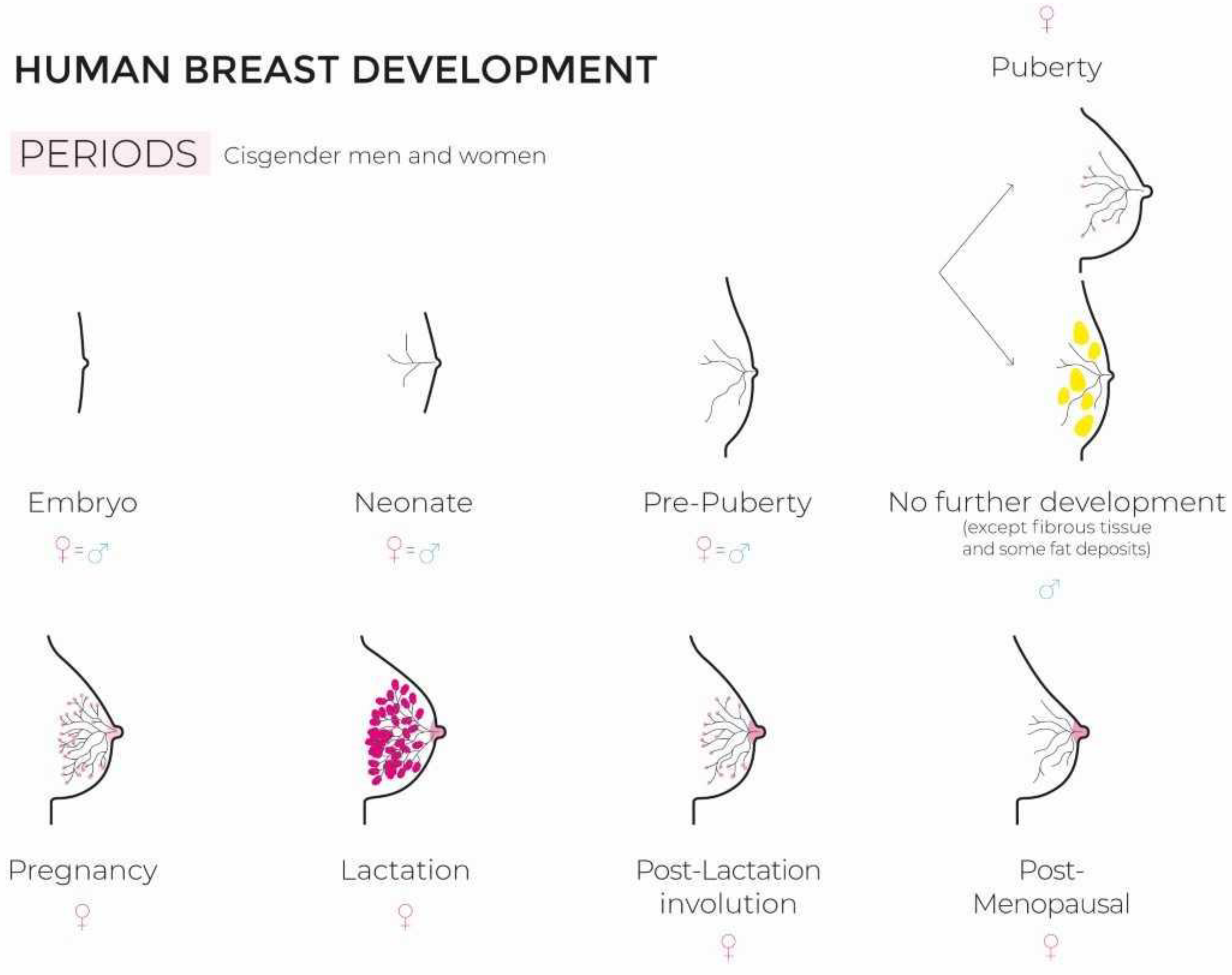 Normal Breast Development and Changes