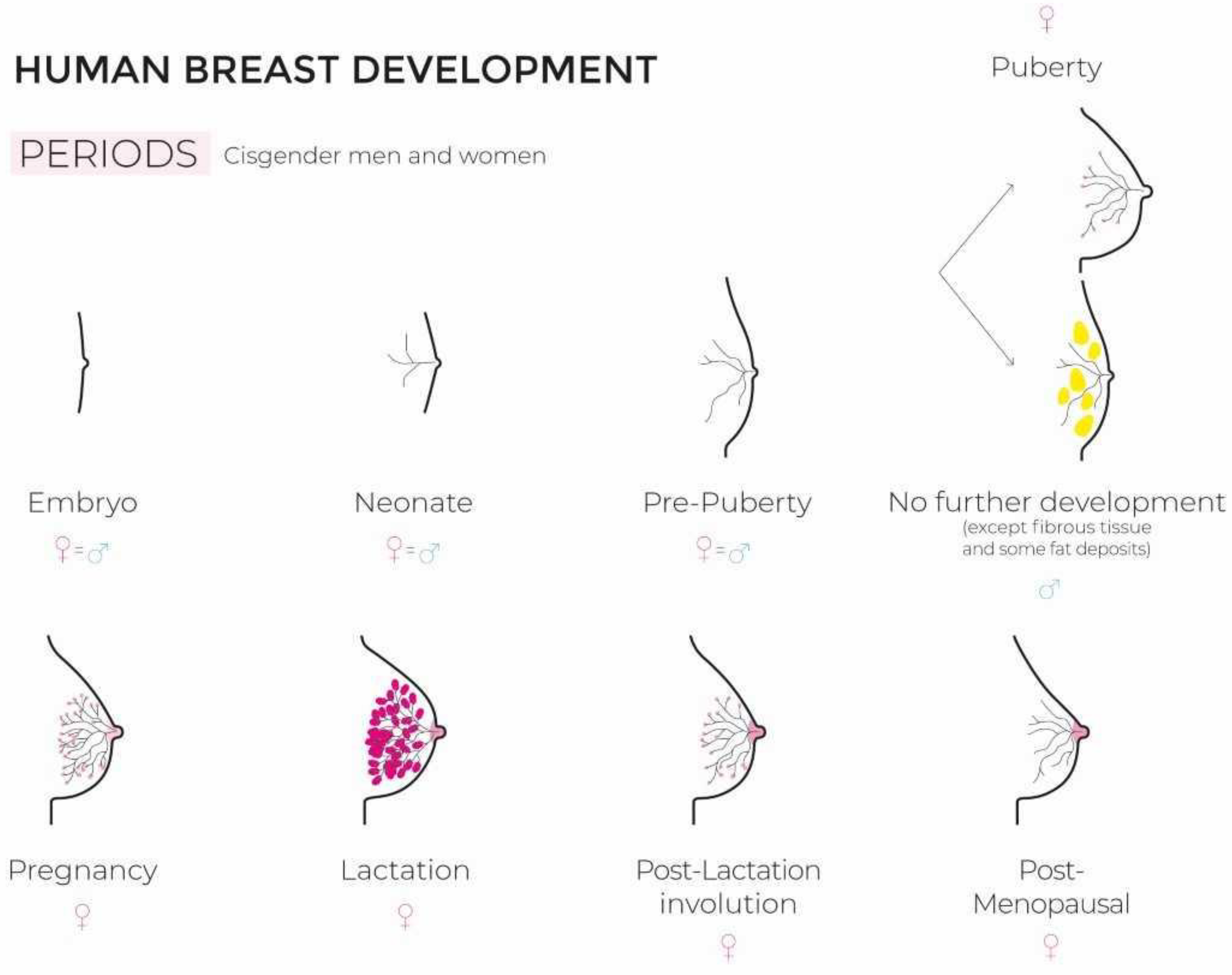 Female Breast Anatomy Image & Photo (Free Trial)