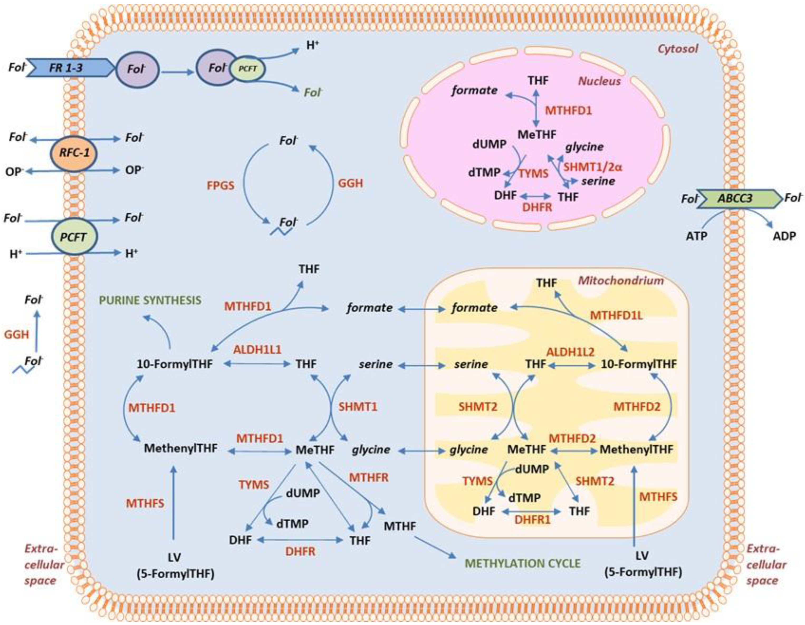 Cancers 15 00258 g001 Cancers 15 00258 g001