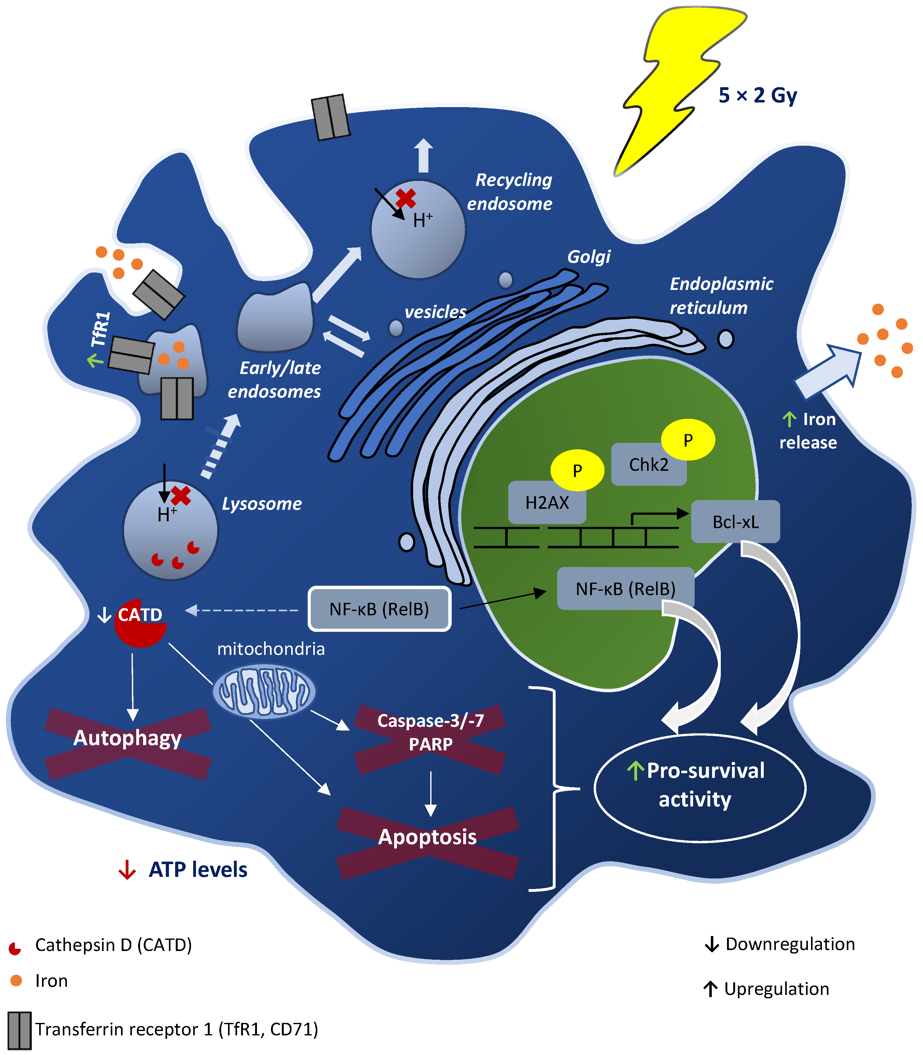 Cancers 15 00270 g006