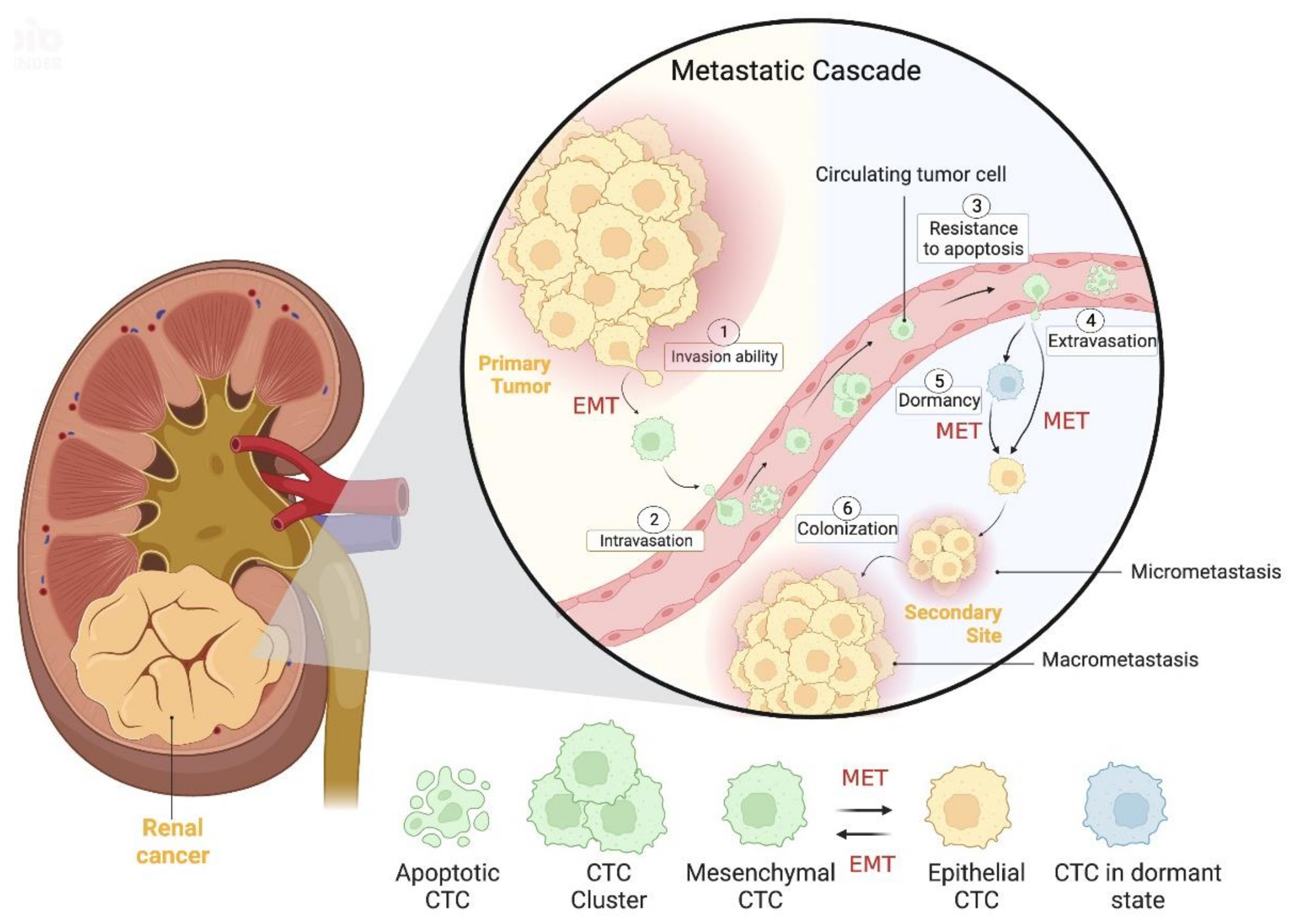 Cancers | Free Full-Text | Circulating Tumor Cells as ...