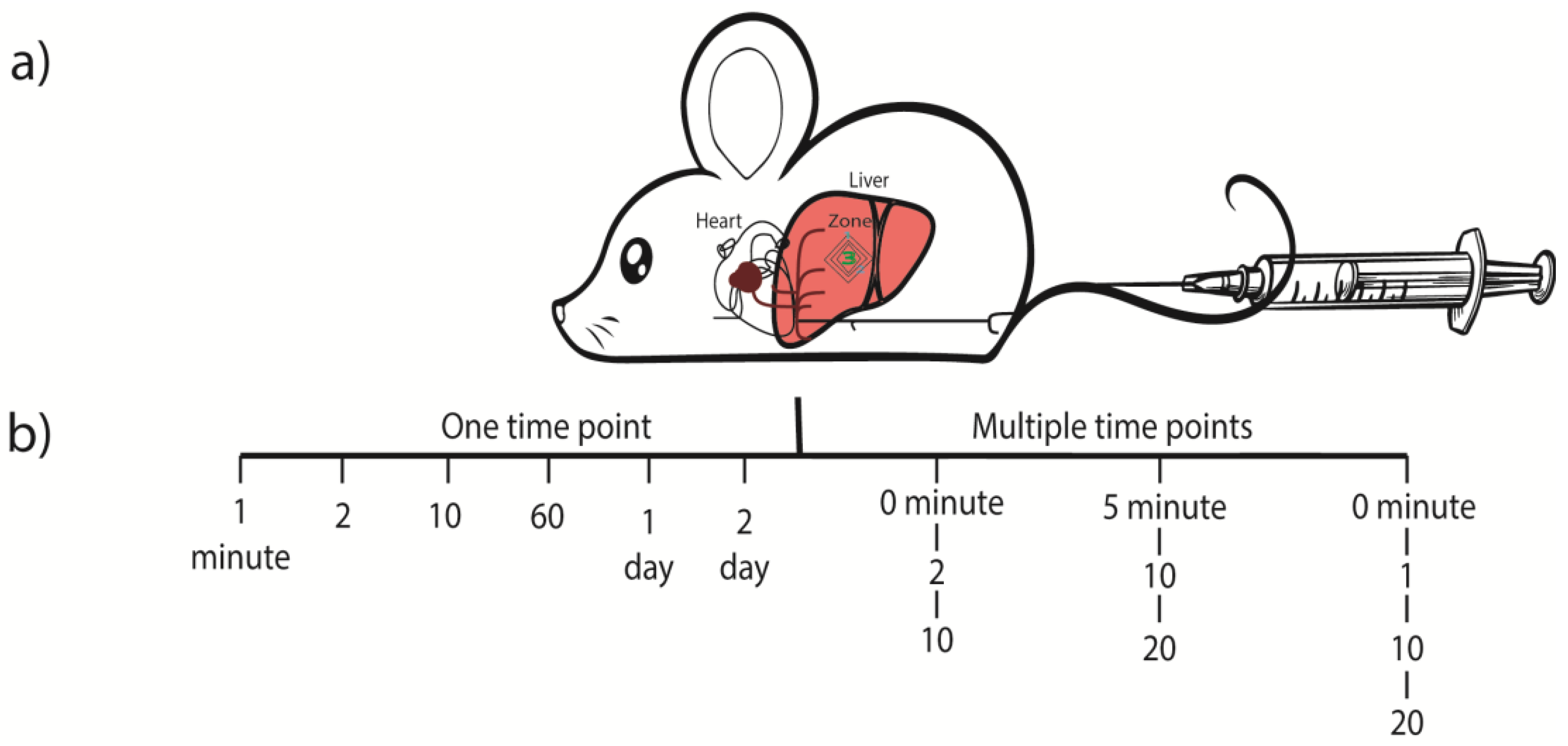 Unmasking Michigan'S Mice: A Complete Guide To Every Species - 85iumzt