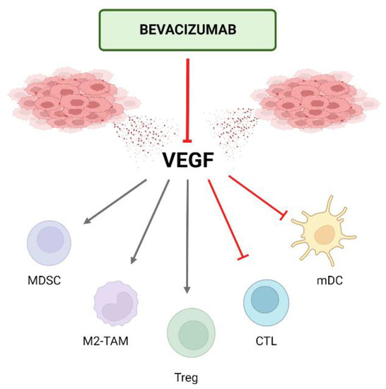 Cancers Free FullText Unraveling the Synergy between Atezolizumab