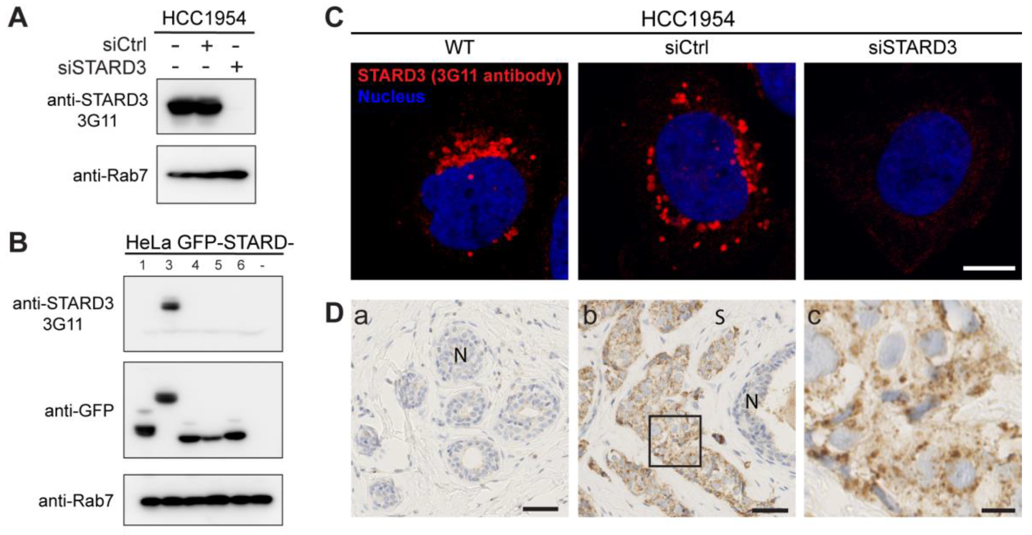 Cancers 15 00362 g003