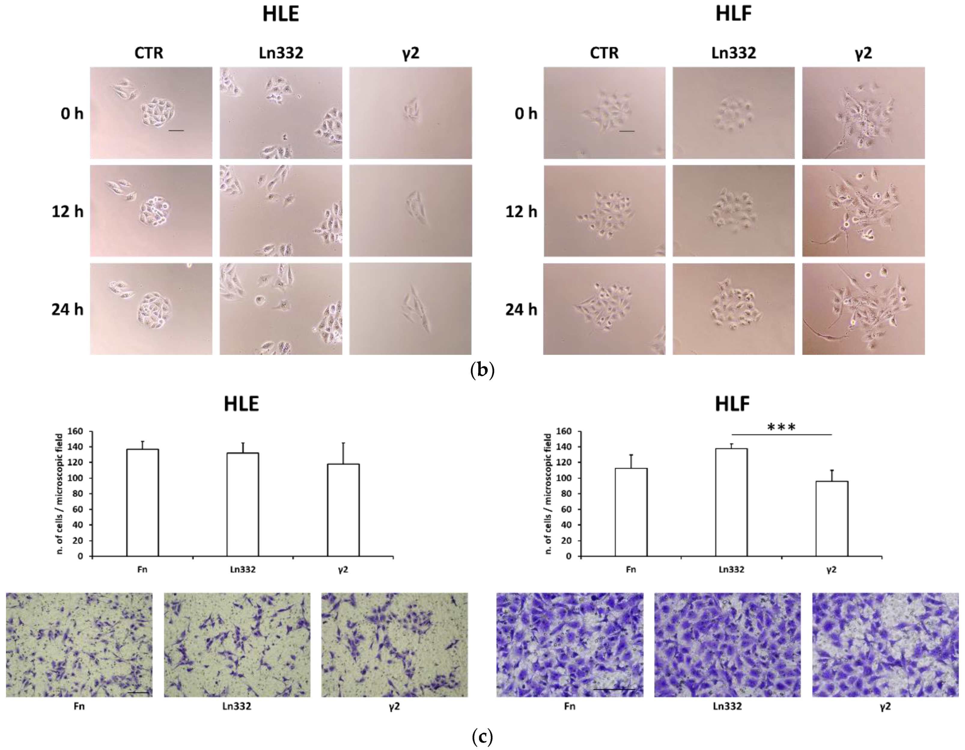 Cancers 15 00373 g001b Cancers 15 00373 g001b