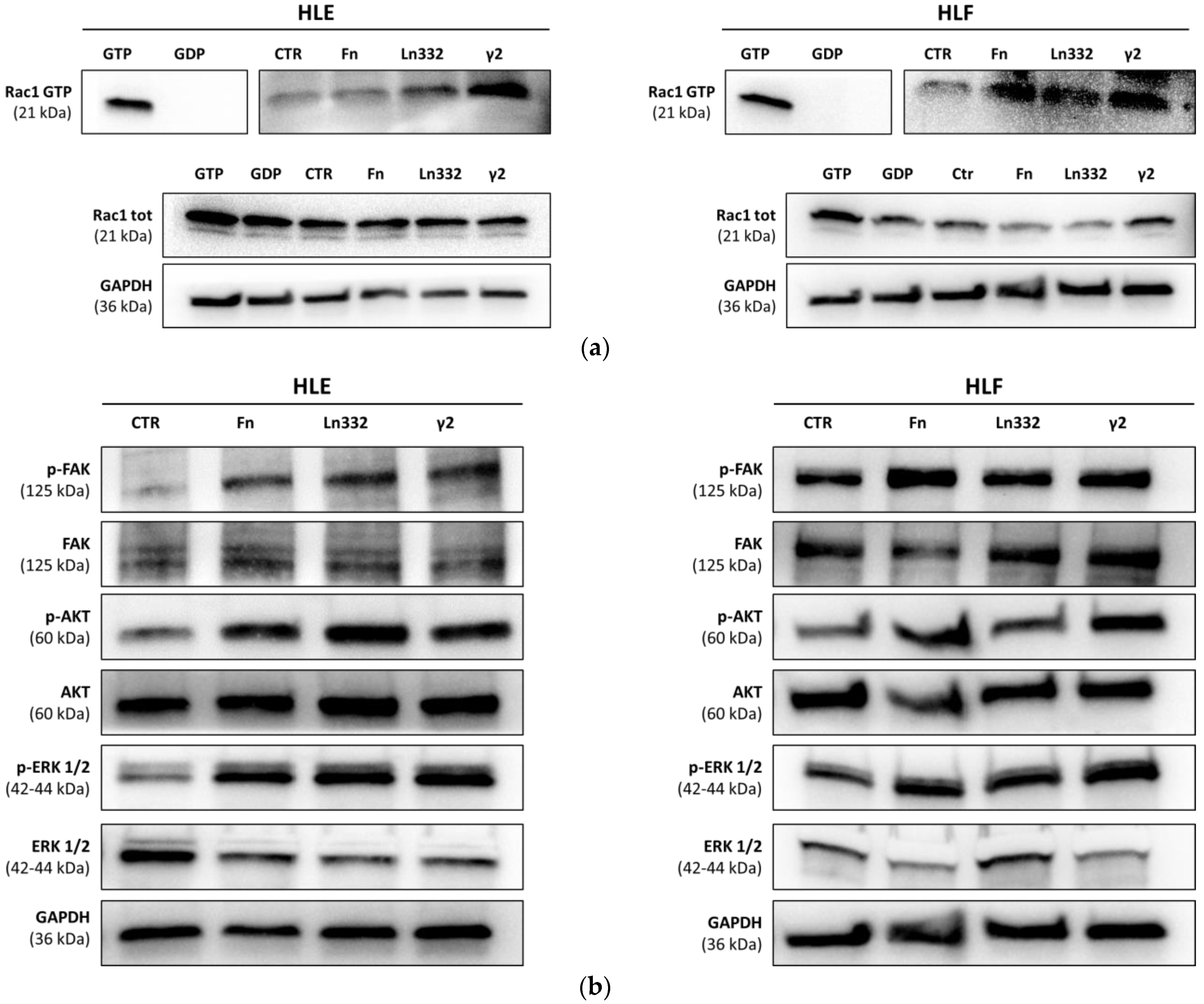 Cancers 15 00373 g002 Cancers 15 00373 g002