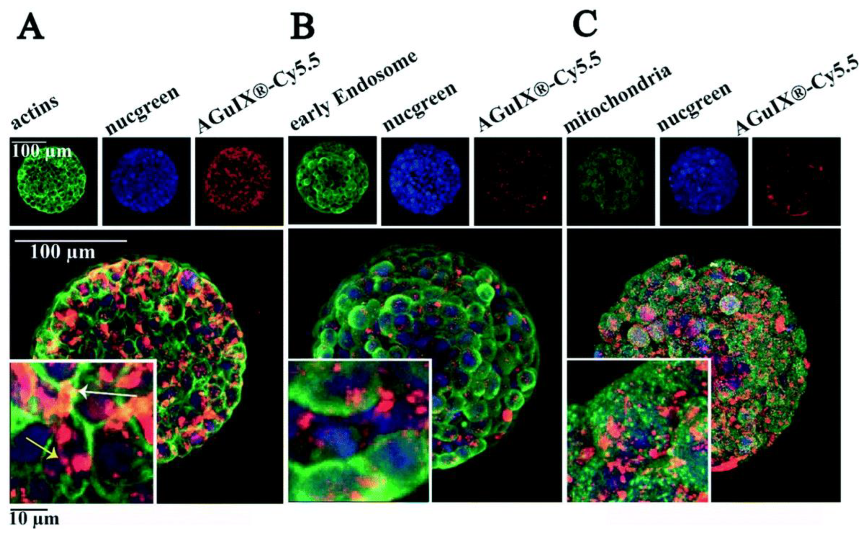 Cancers 15 00383 g006 Cancers 15 00383 g006