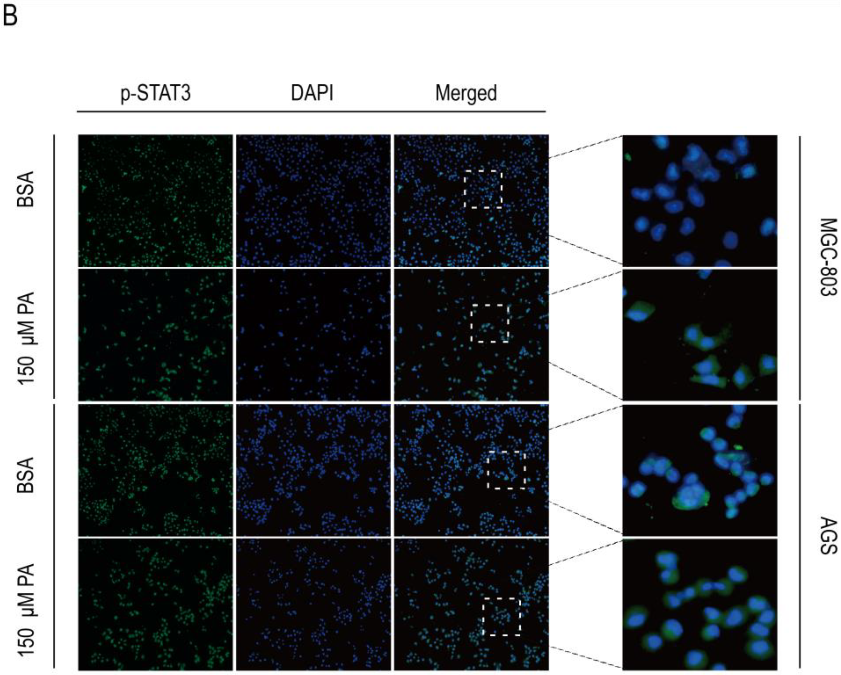 Cancers 15 00388 g005b