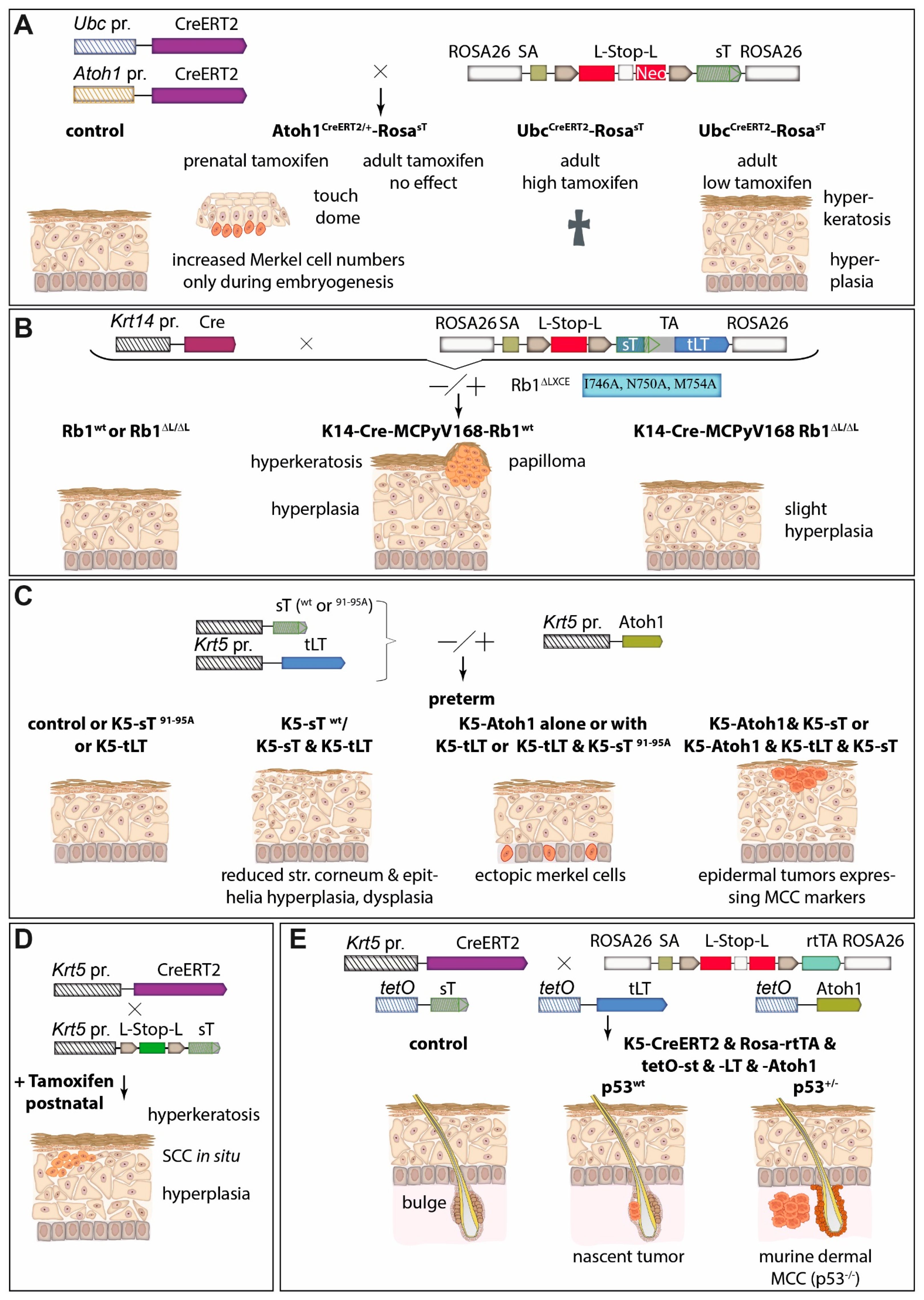Cancers 15 00444 g005 Cancers 15 00444 g005