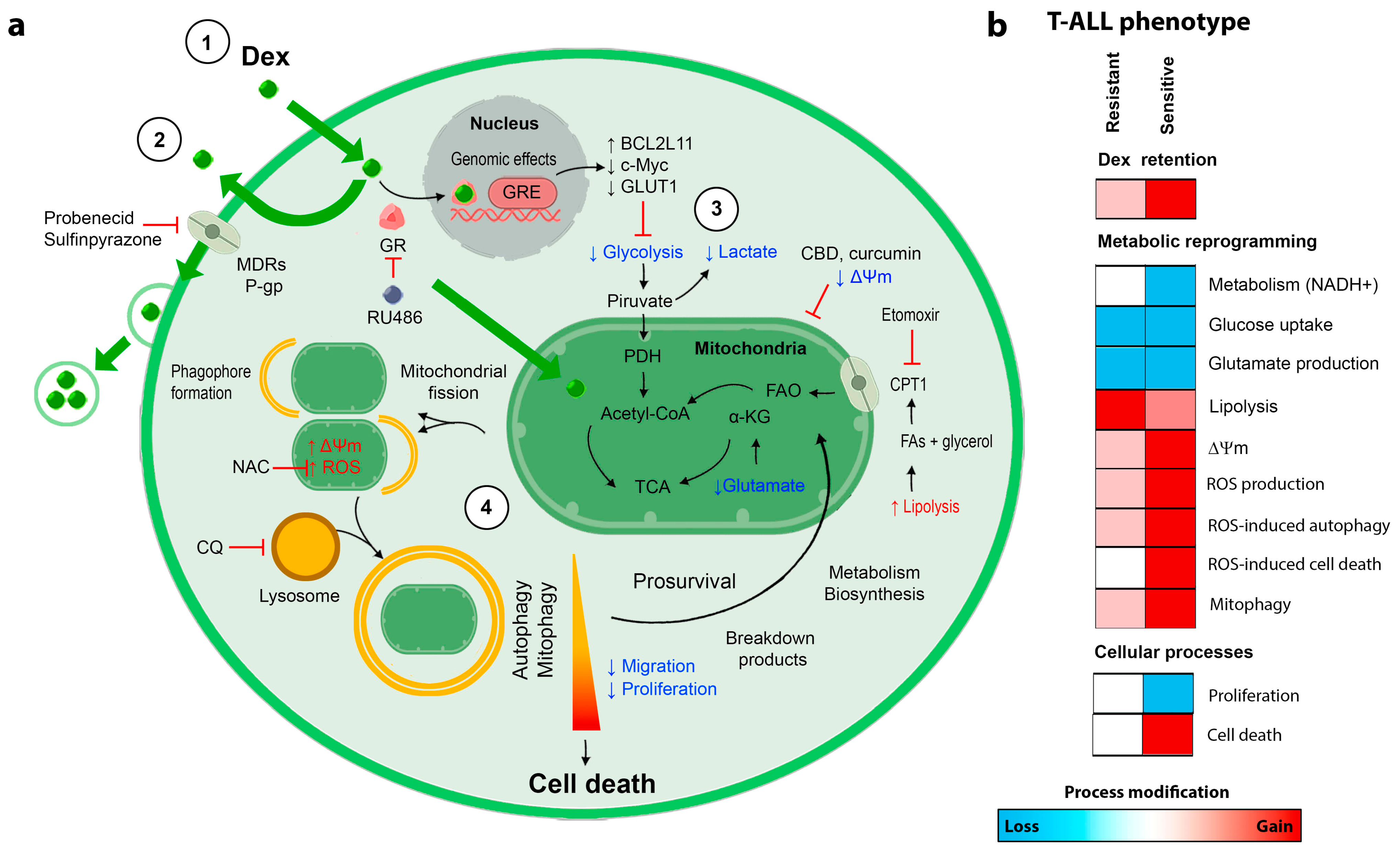 Cancers 15 00445 g007 Cancers 15 00445 g007