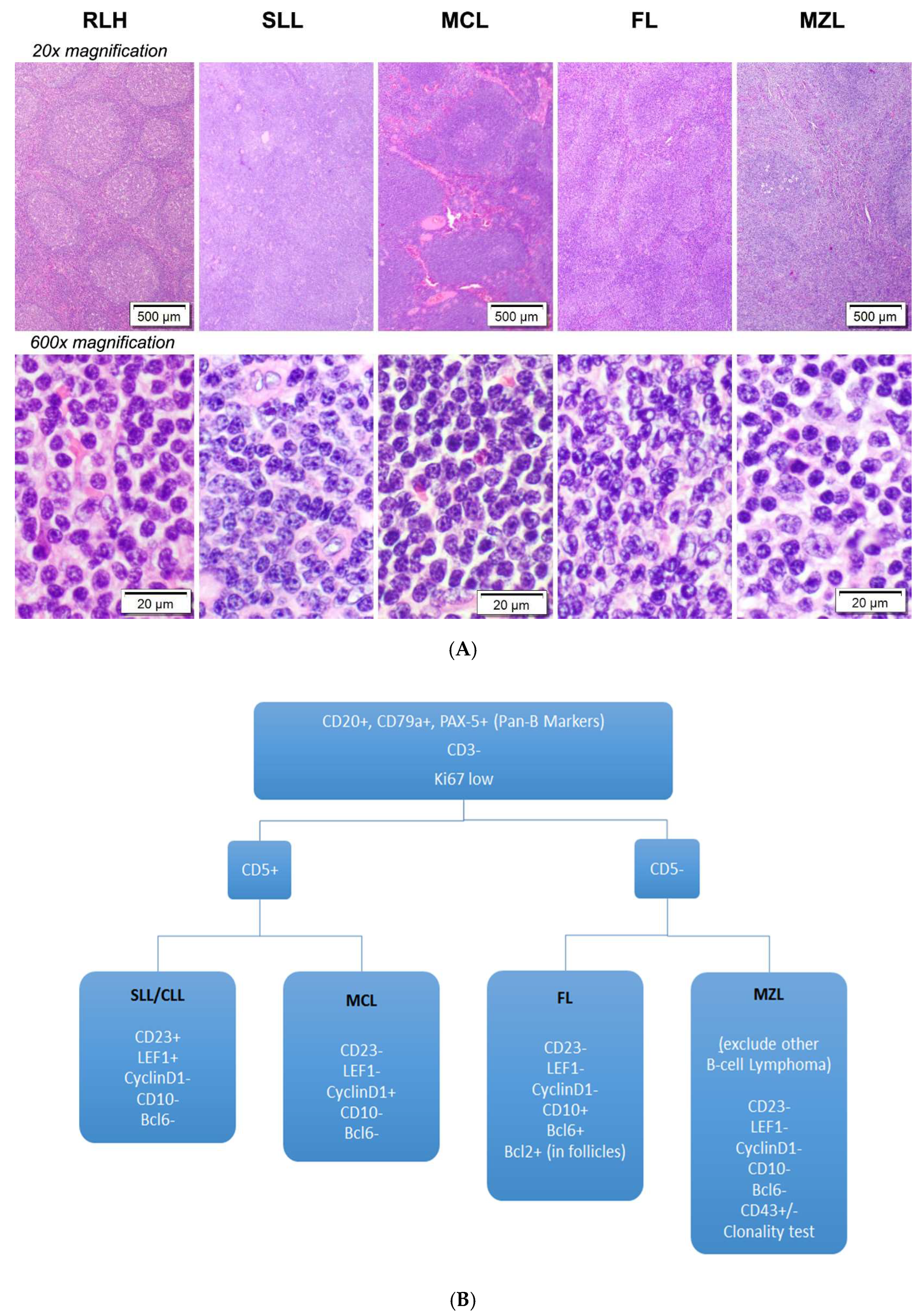 Cancers 15 00453 g001 Cancers 15 00453 g001