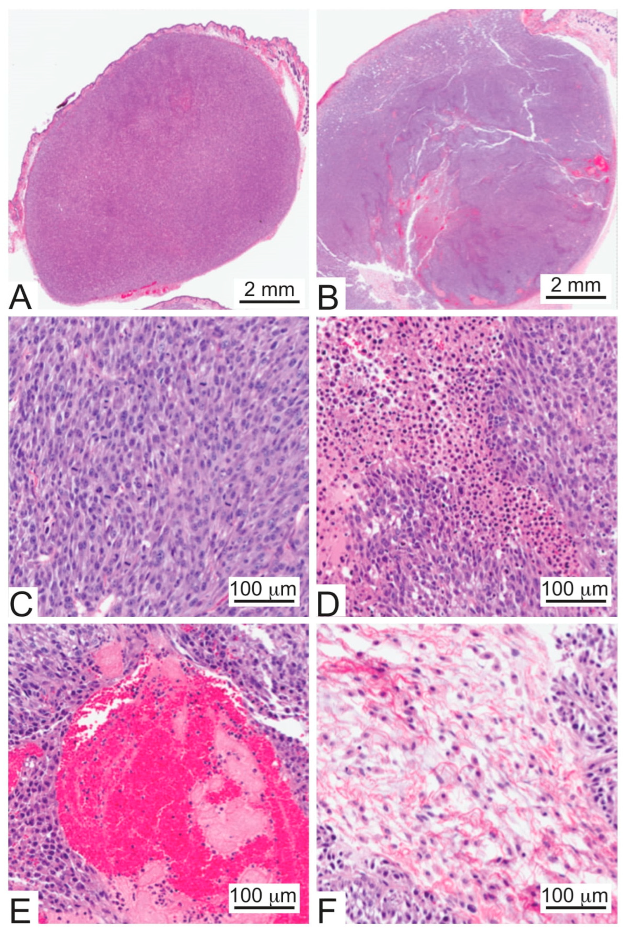 Cancers 15 00460 g003 Cancers 15 00460 g003